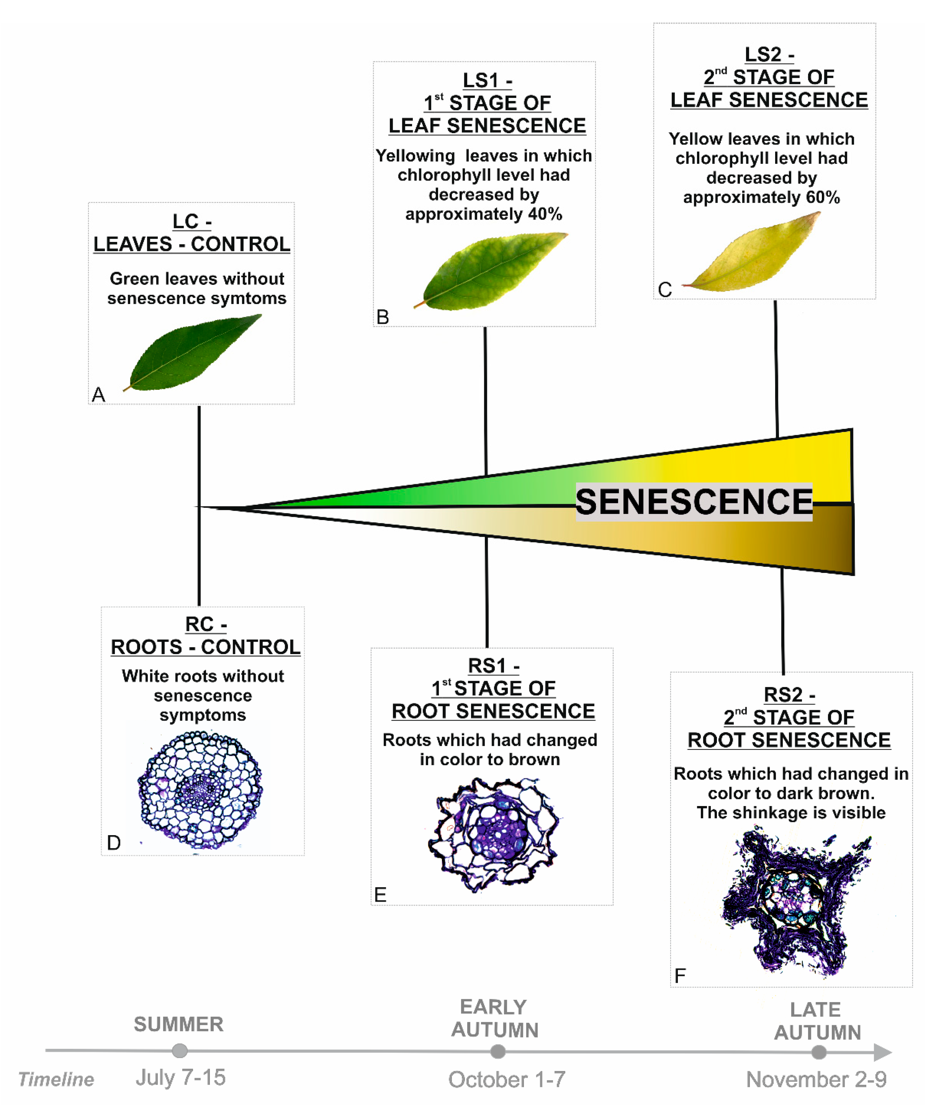 IJMS | Free Full-Text | Abscisic Acid and Jasmonate Metabolisms