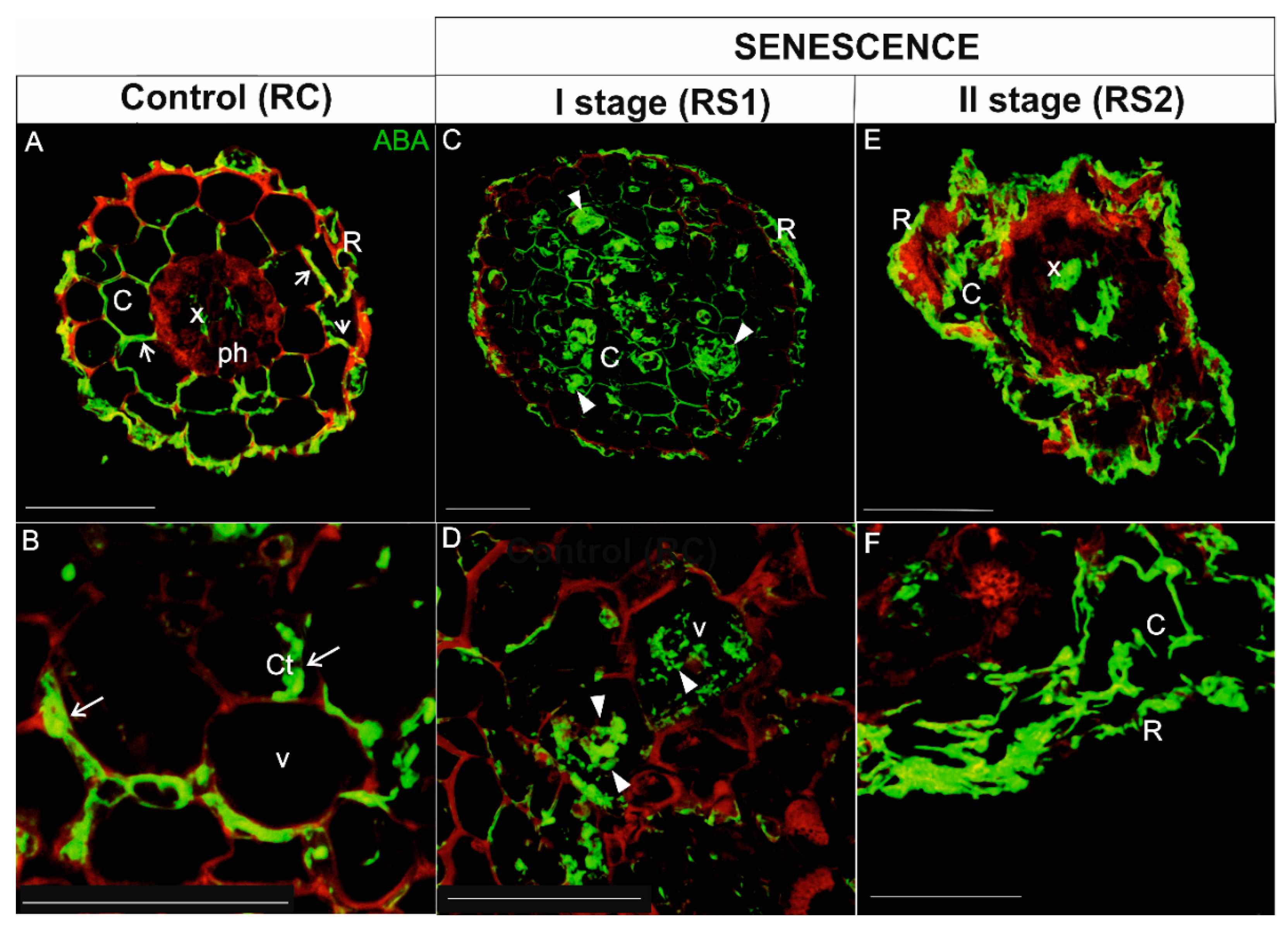 Ijms 21 02042 g007 Ijms 21 02042 g007