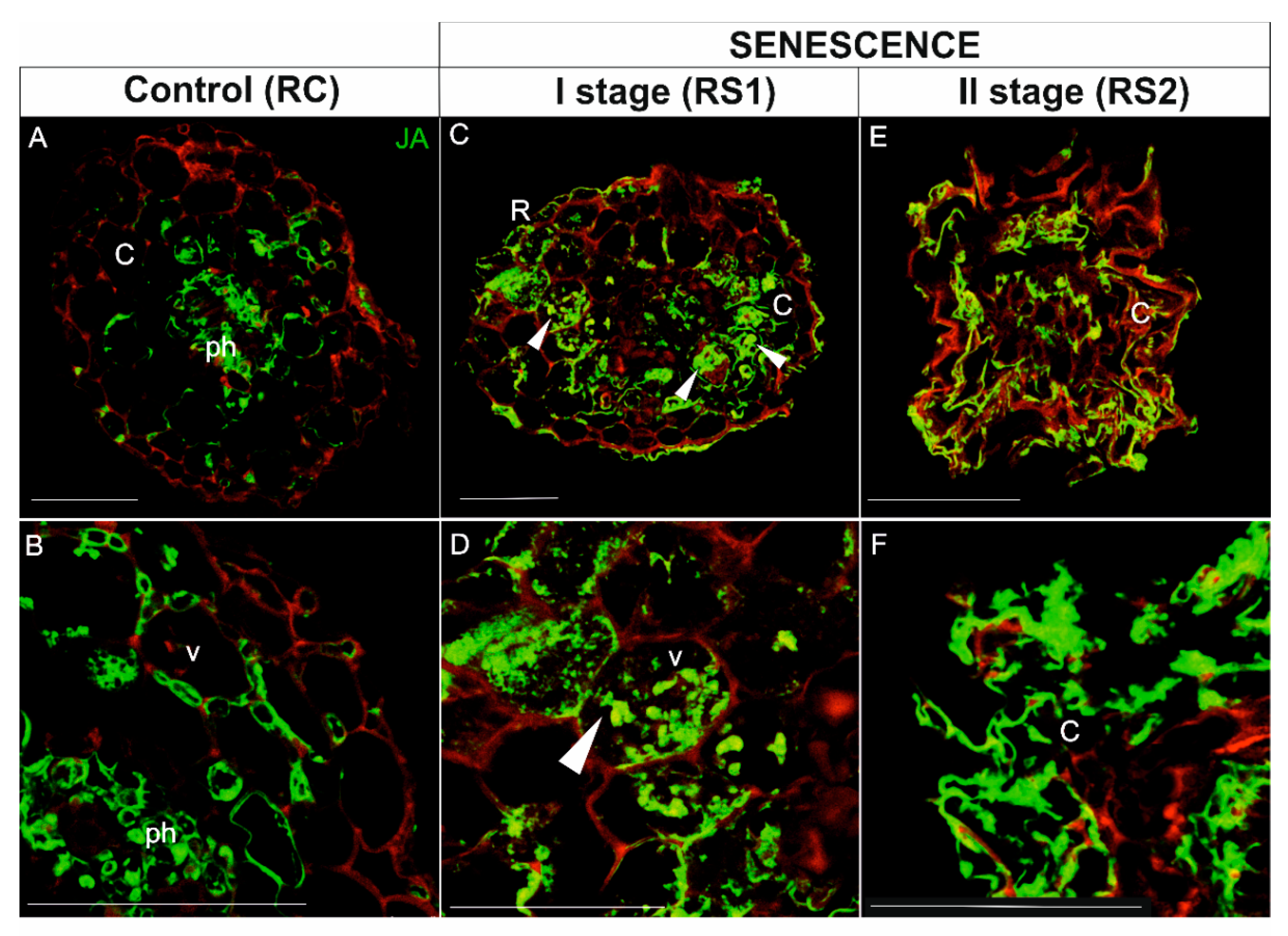 Ijms 21 02042 g009 Ijms 21 02042 g009