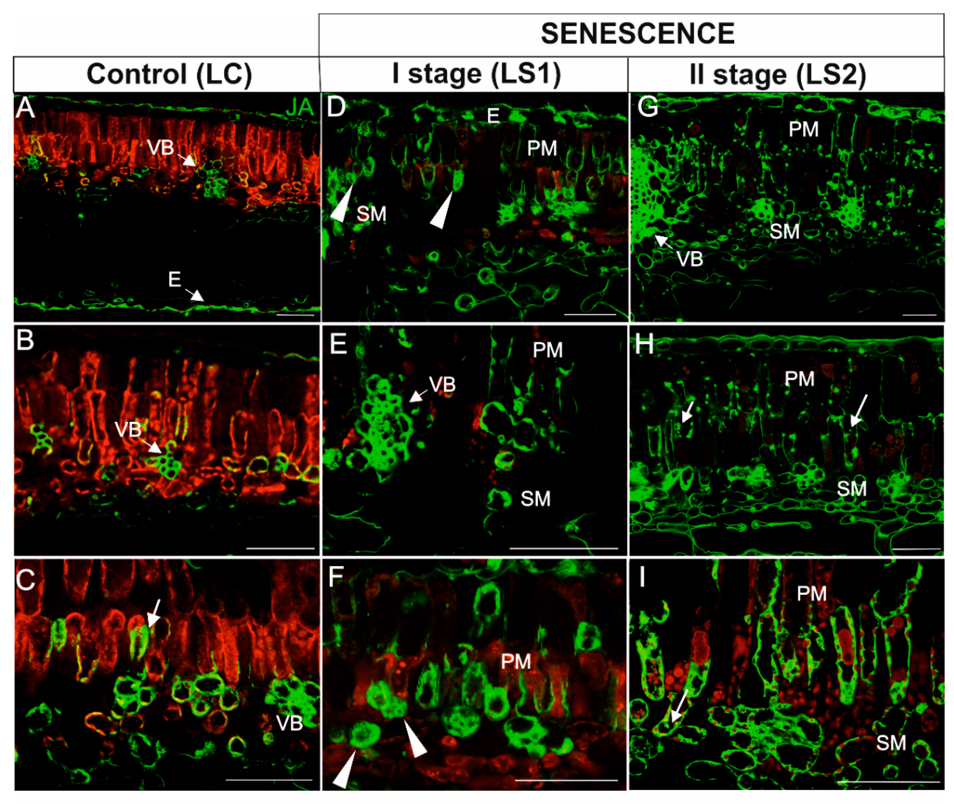 Ijms 21 02042 g010 Ijms 21 02042 g010