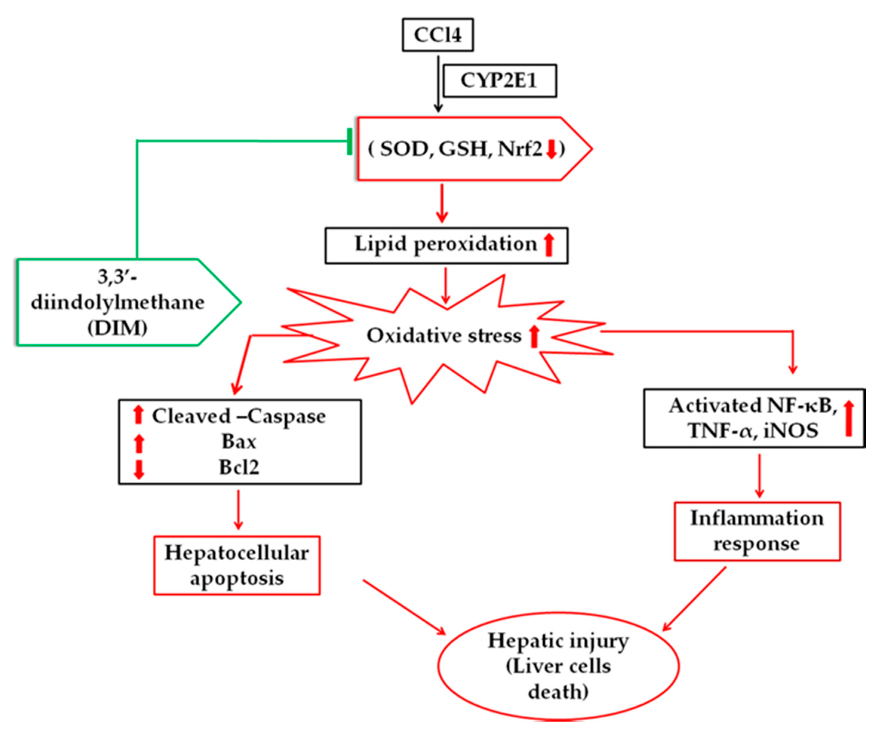 Ijms 21 02048 g008 Ijms 21 02048 g008