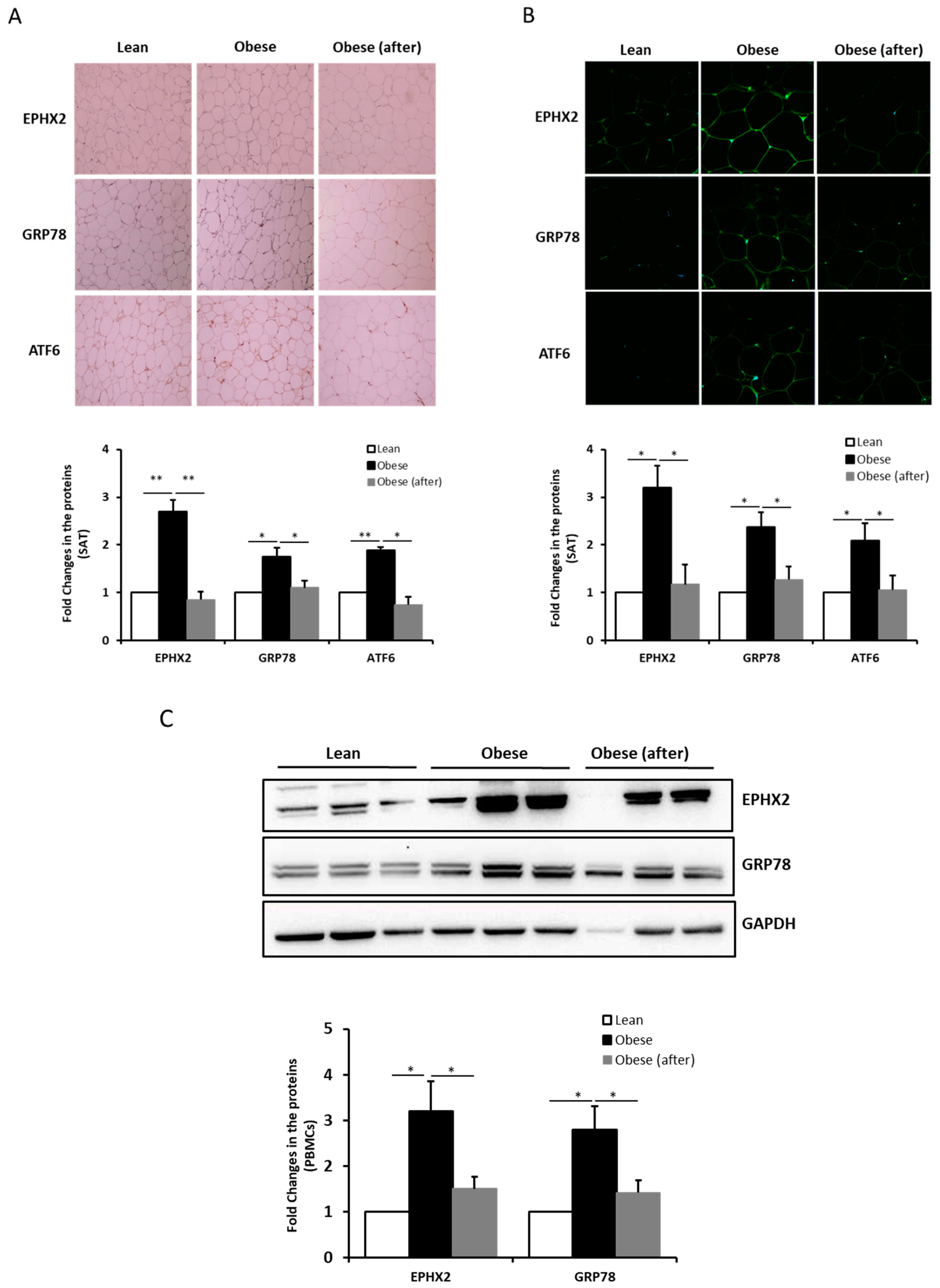 Ijms 21 02056 g002 Ijms 21 02056 g002