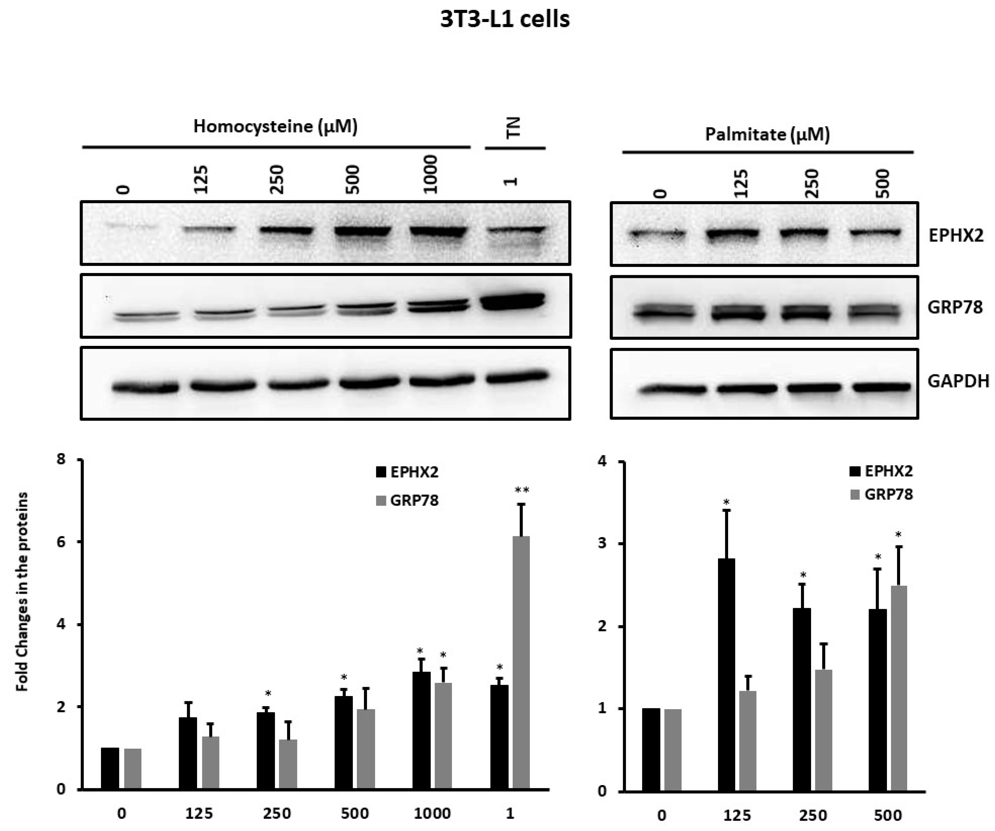 Ijms 21 02056 g004 Ijms 21 02056 g004