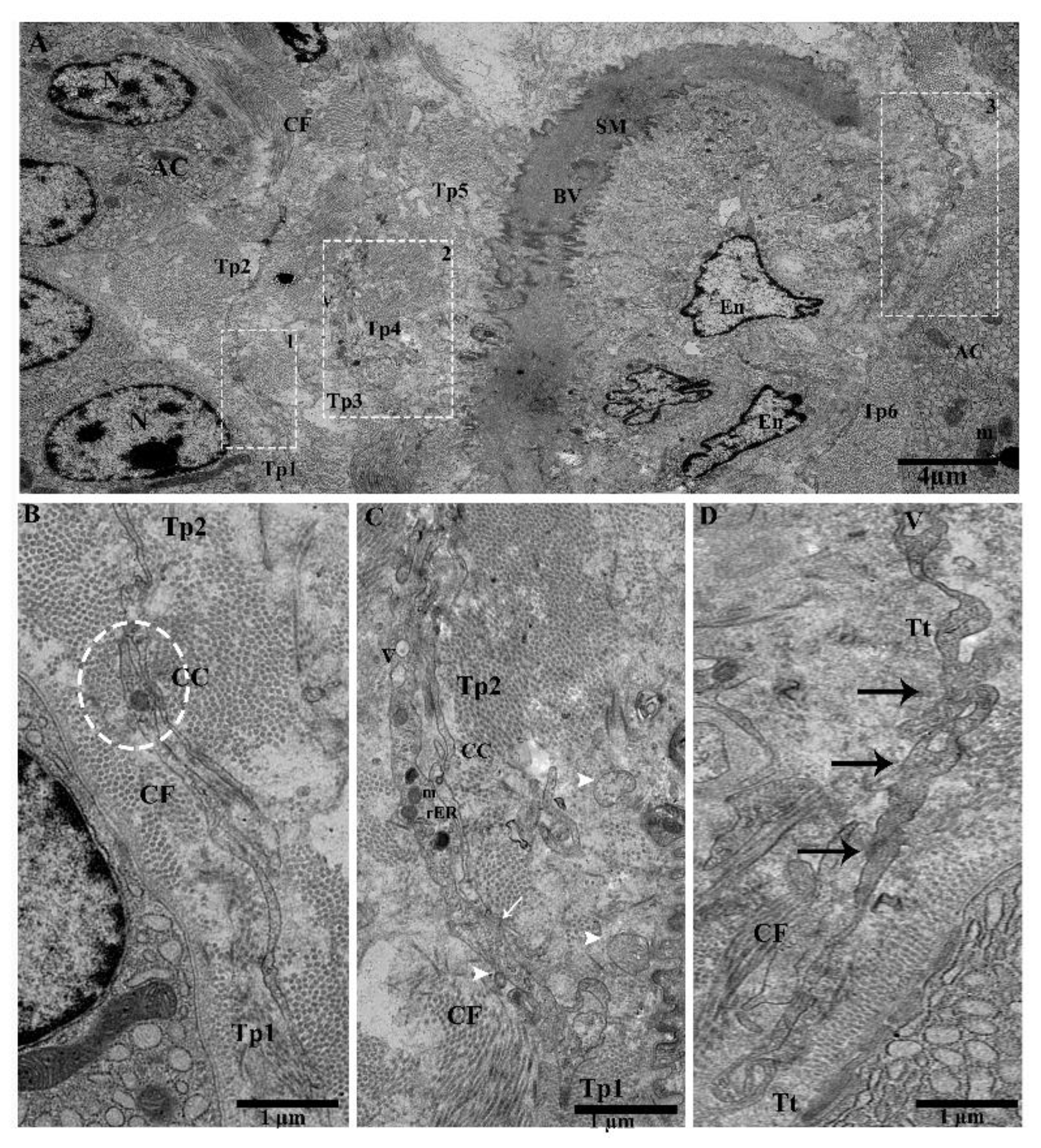 Ijms 21 02057 g003 Ijms 21 02057 g003