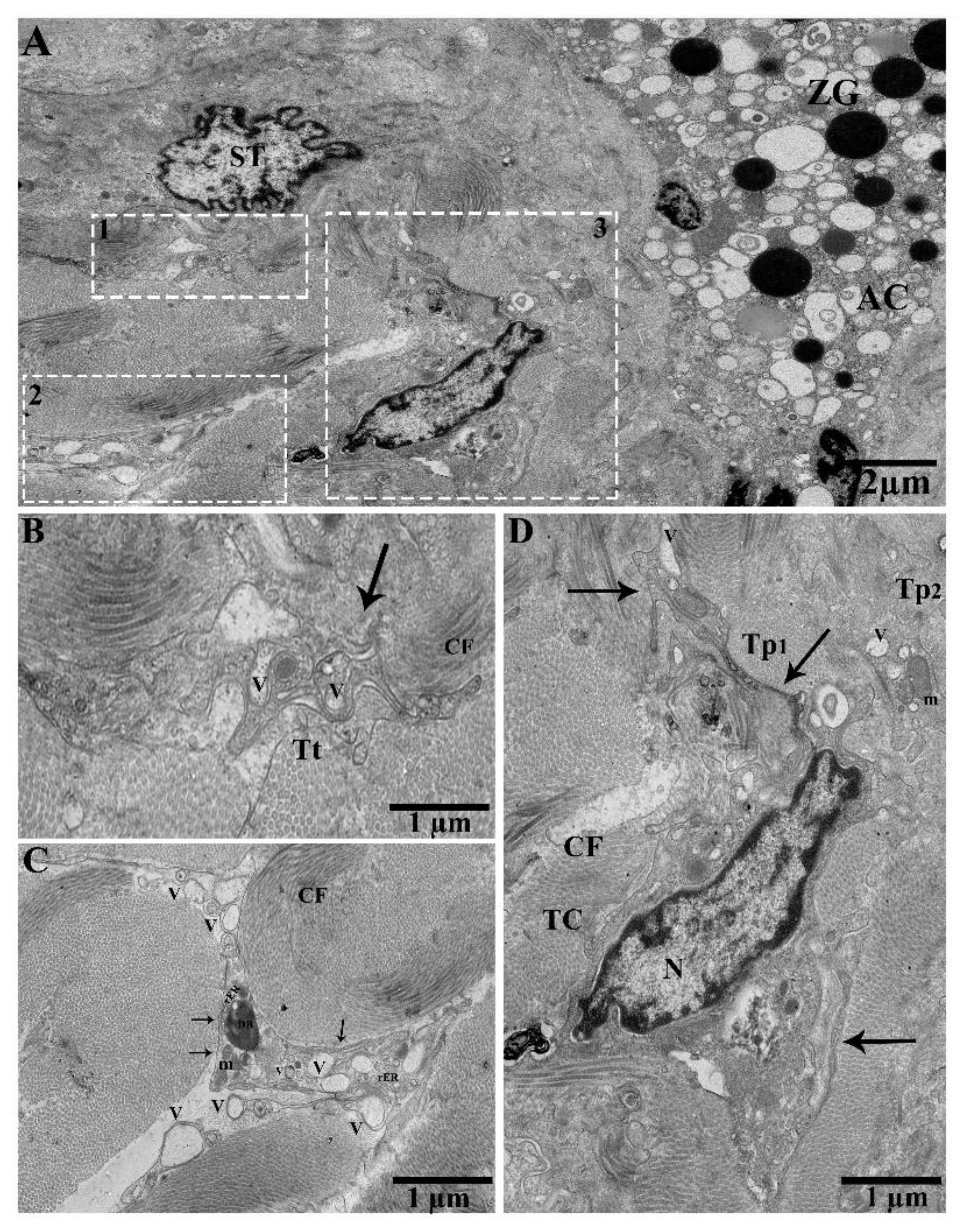 Ijms 21 02057 g005 Ijms 21 02057 g005