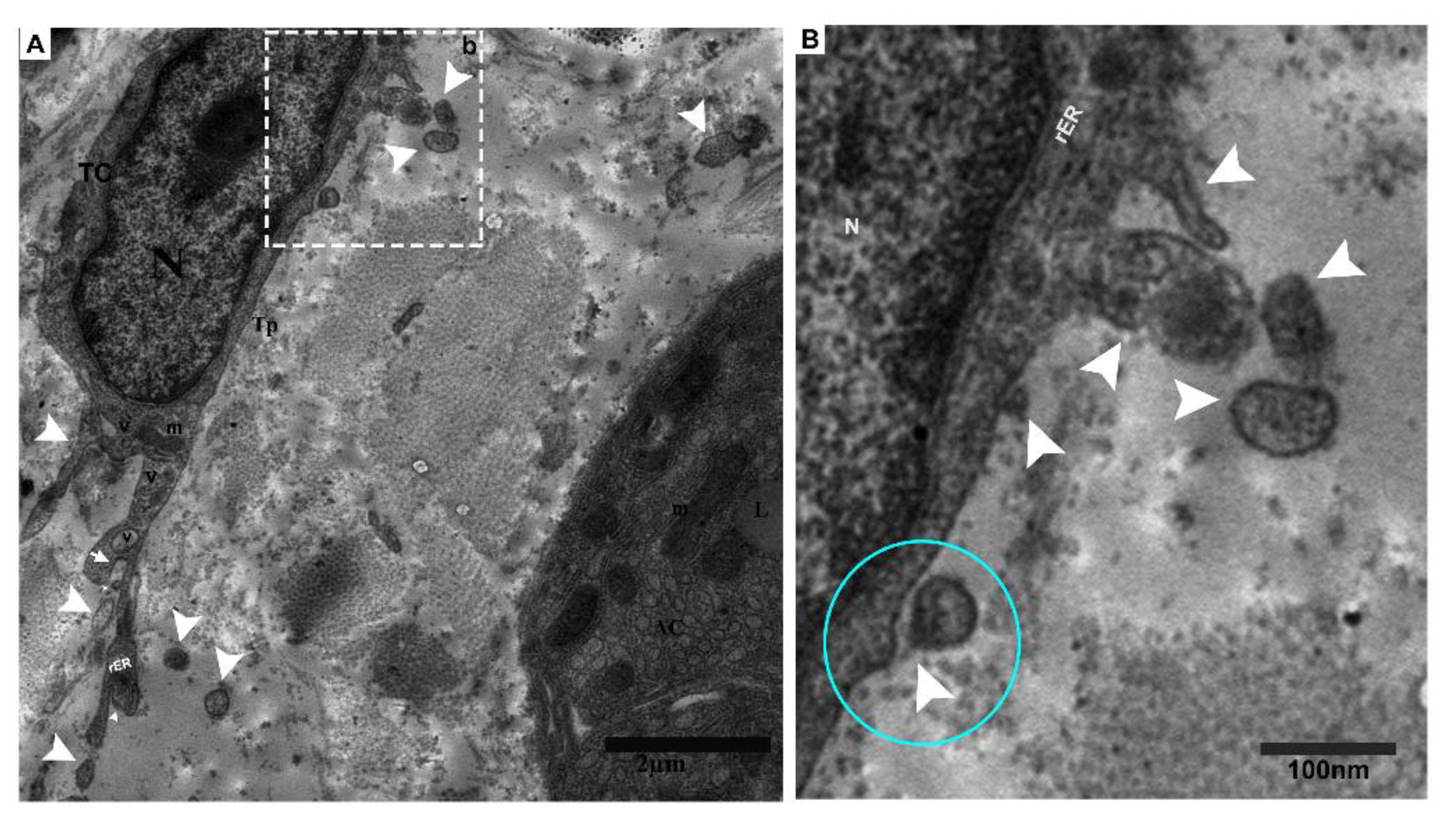 Ijms 21 02057 g006 Ijms 21 02057 g006