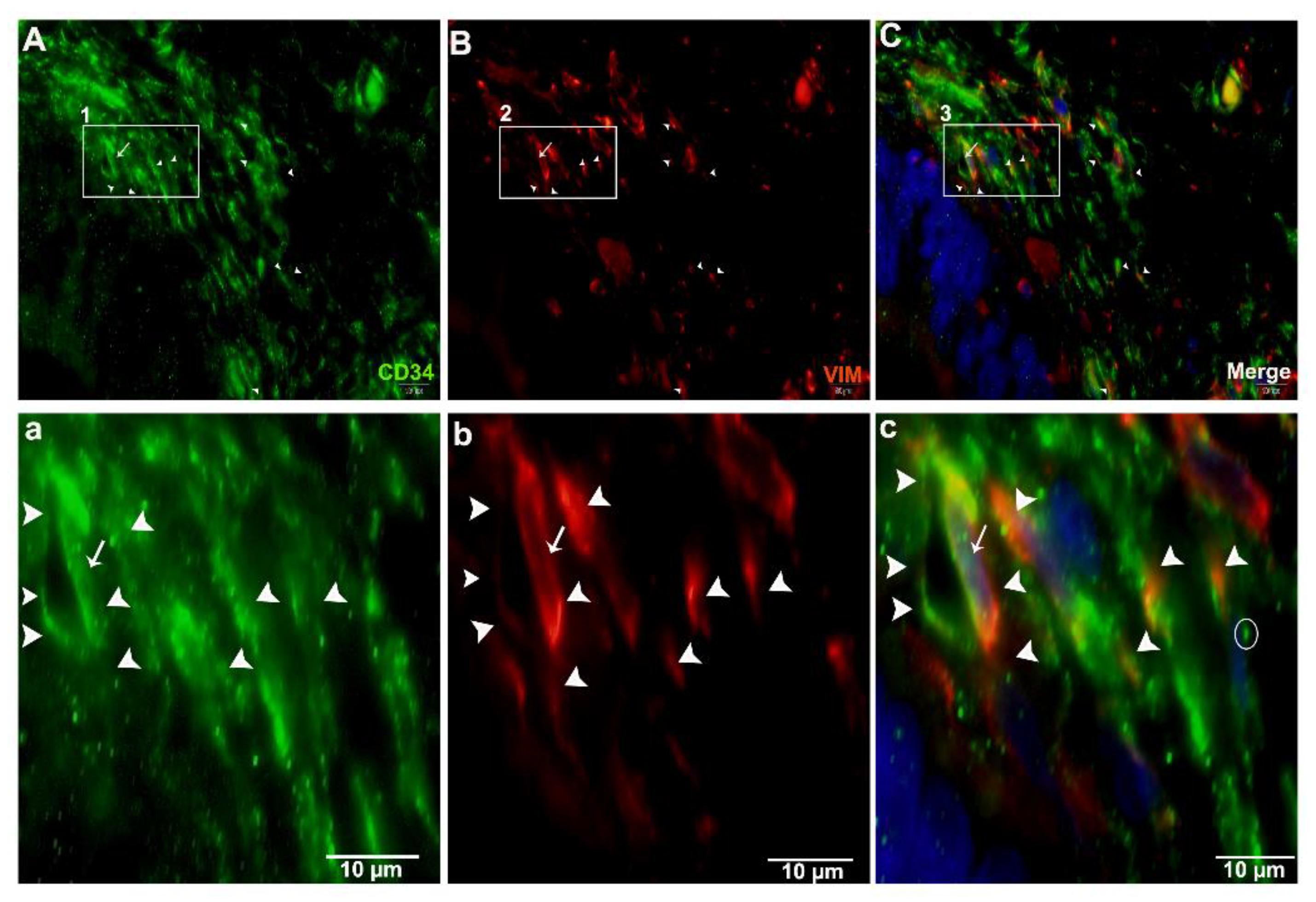 Ijms 21 02057 g012 Ijms 21 02057 g012