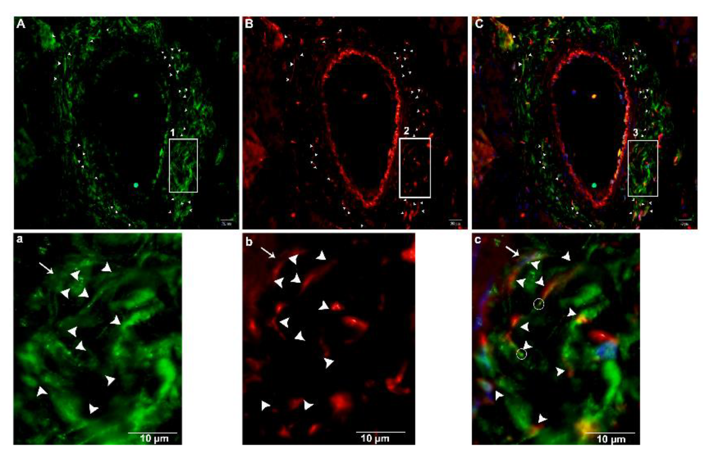 Ijms 21 02057 g013 Ijms 21 02057 g013
