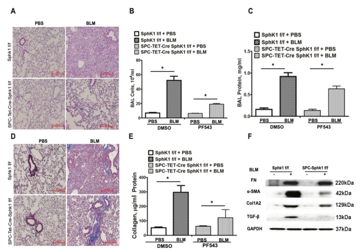 Ijms 21 02064 g002 Ijms 21 02064 g002