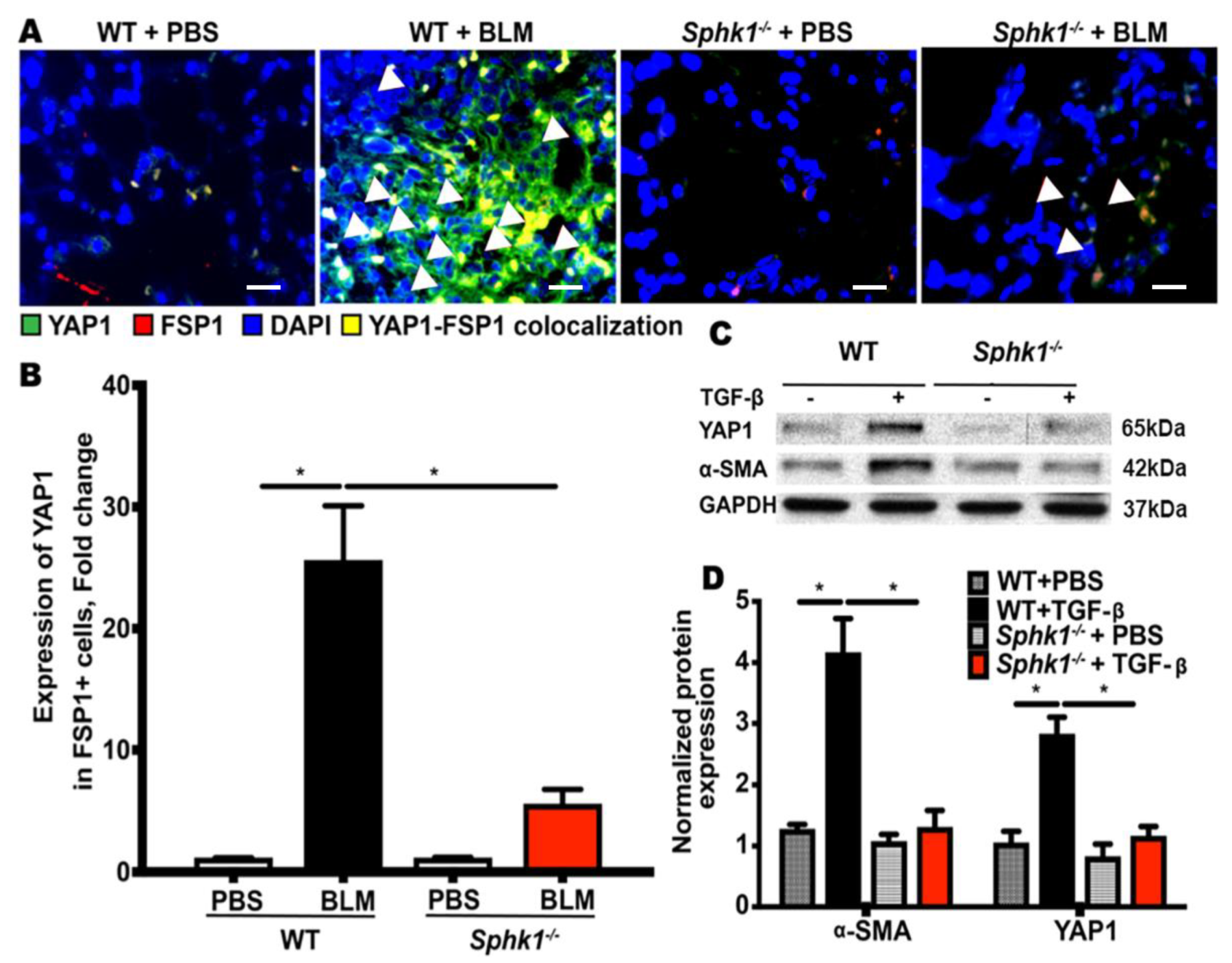 Ijms 21 02064 g004 Ijms 21 02064 g004