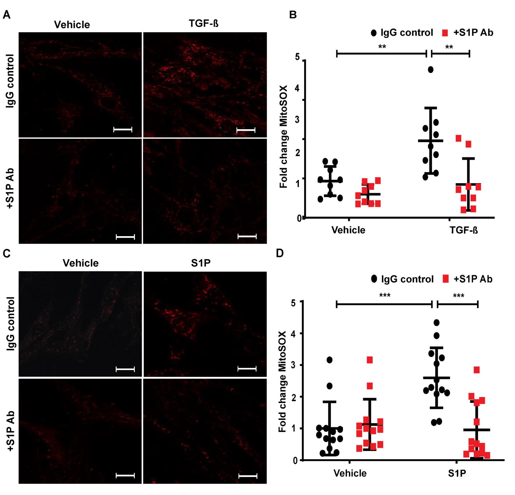 Ijms 21 02064 g010 Ijms 21 02064 g010