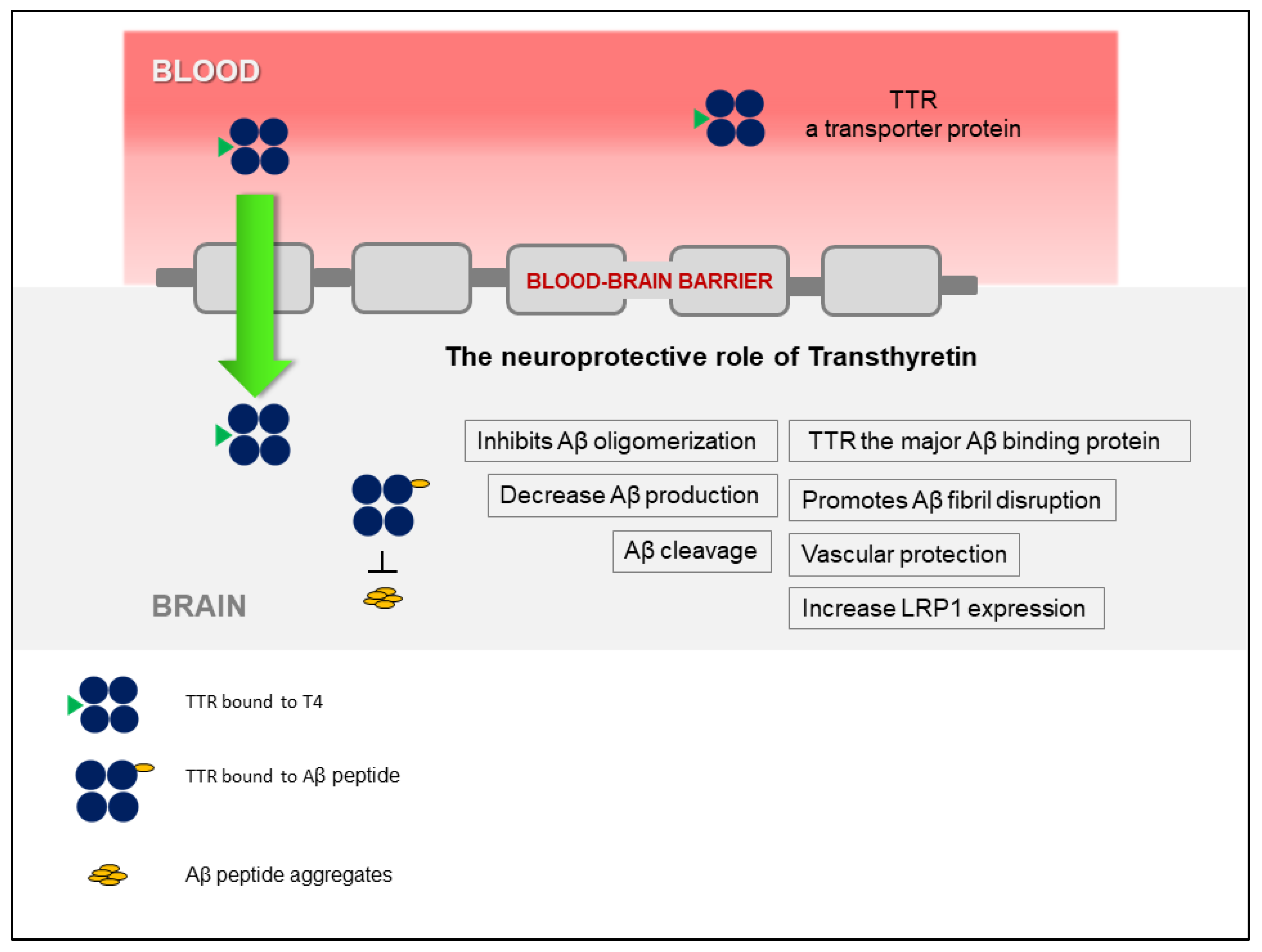Ijms Free Full Text Undiscovered Roles For Transthyretin From A Transporter Protein To A New Therapeutic Target For Alzheimer S Disease Html