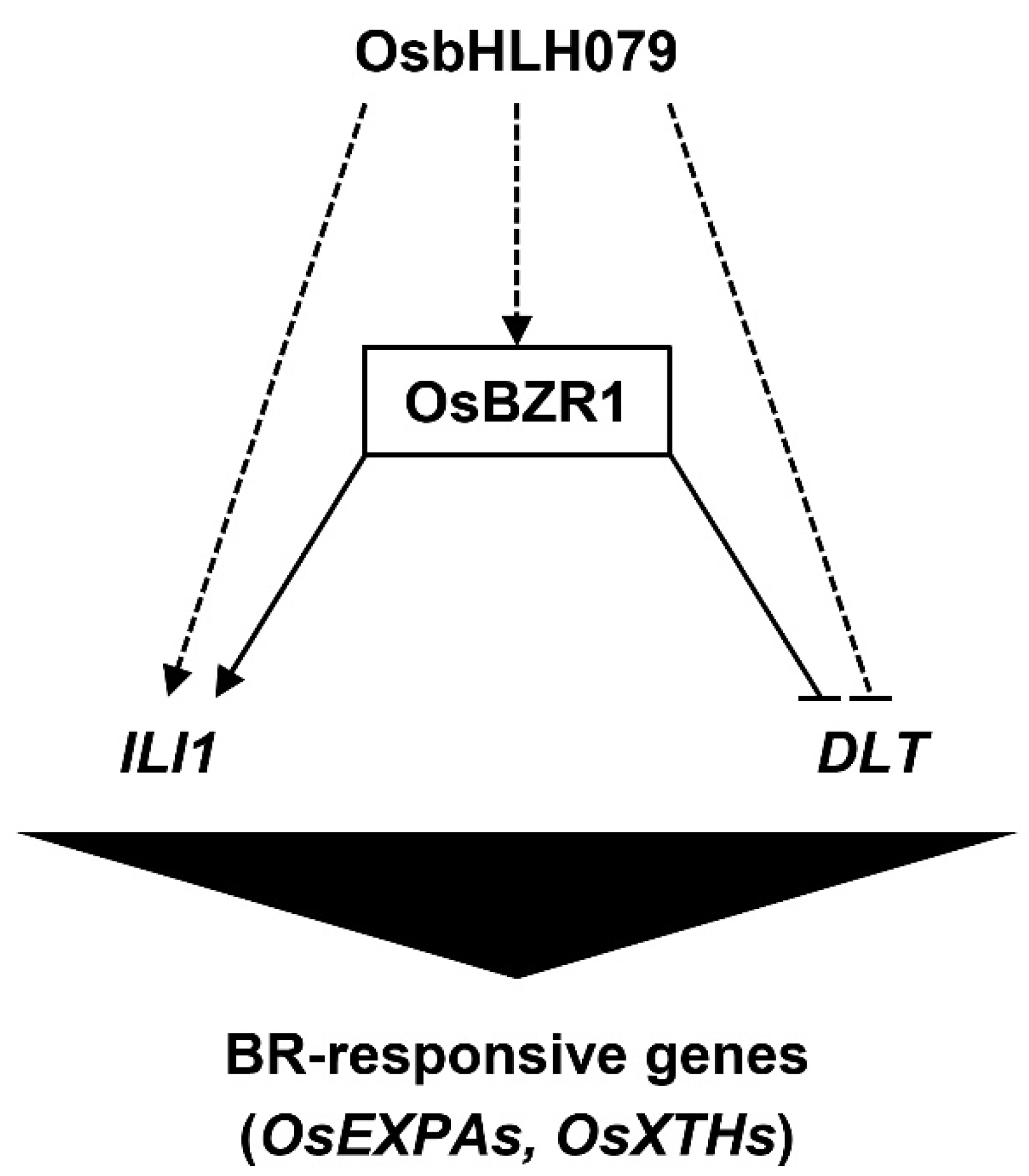Ijms Free Full Text The Rice Basic Helix Loop Helix 79 Osbhlh079 Determines Leaf Angle And Grain Shape Html Ijms Free Full Text The Rice Basic Helix Loop Helix 79 Osbhlh079 Determines Leaf Angle And Grain Shape Html