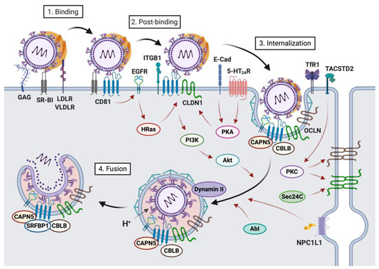 IJMS | Free Full-Text | Hepatitis C Virus Entry: An Intriguingly
