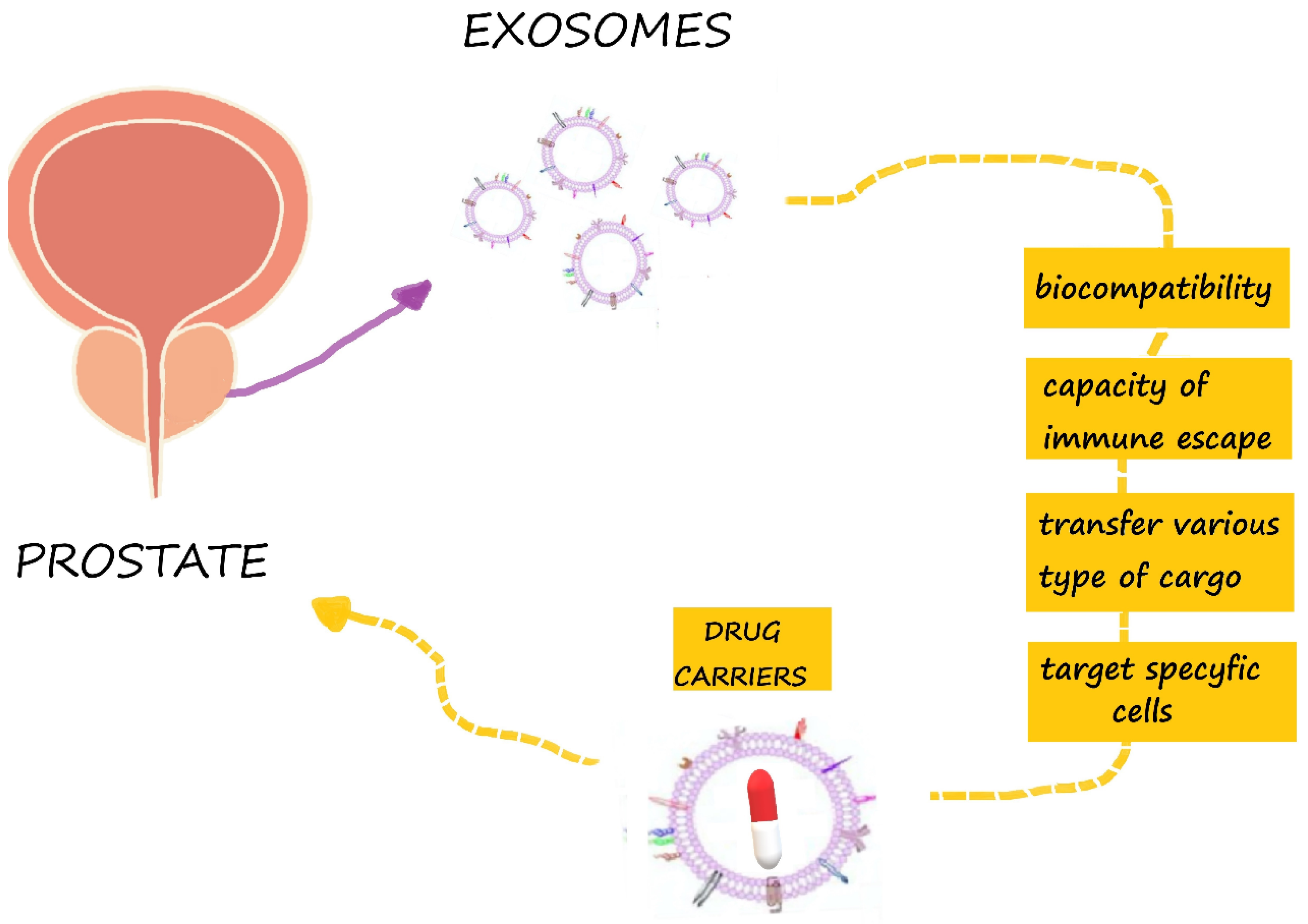 exosome urine test for prostate cancer)