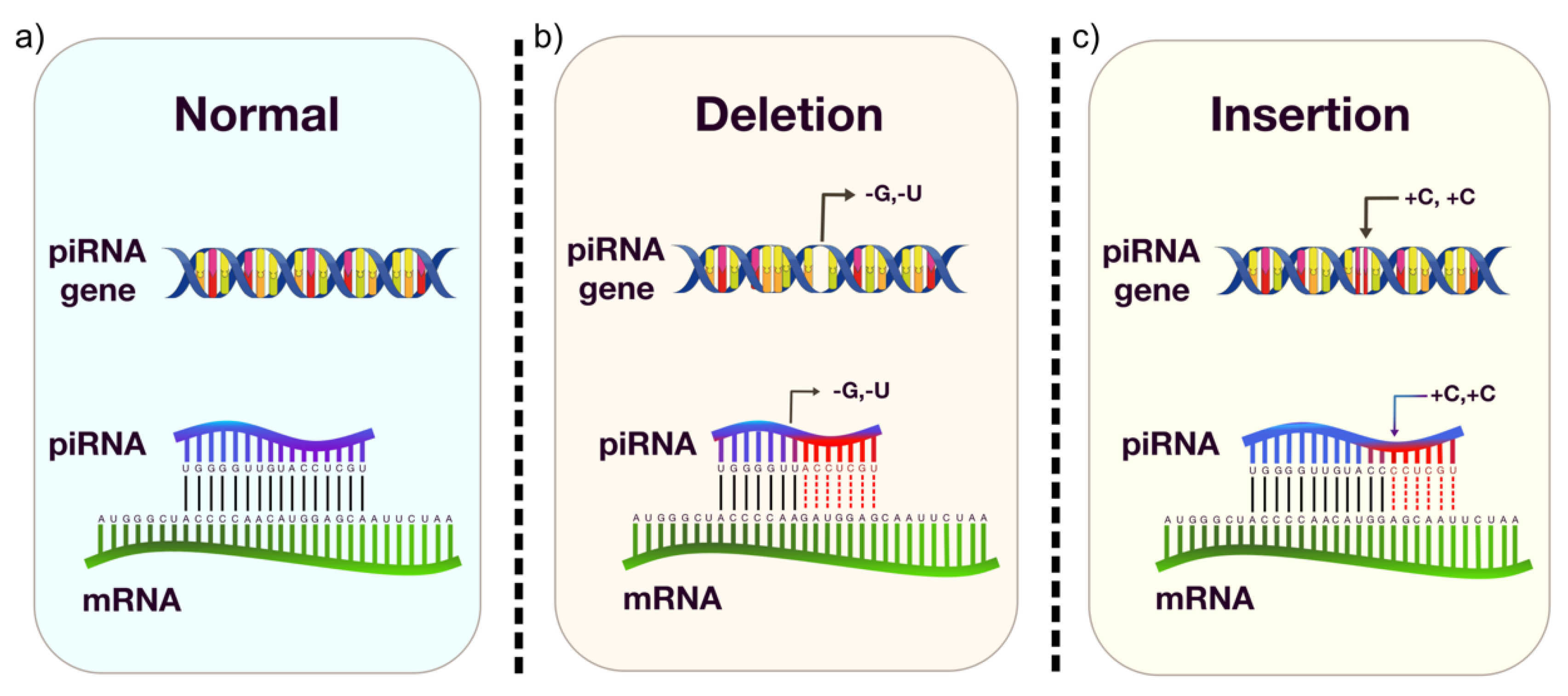 Ijms Free Full Text Pirnas In Gastric Cancer A New Approach Towards Translational Research Html