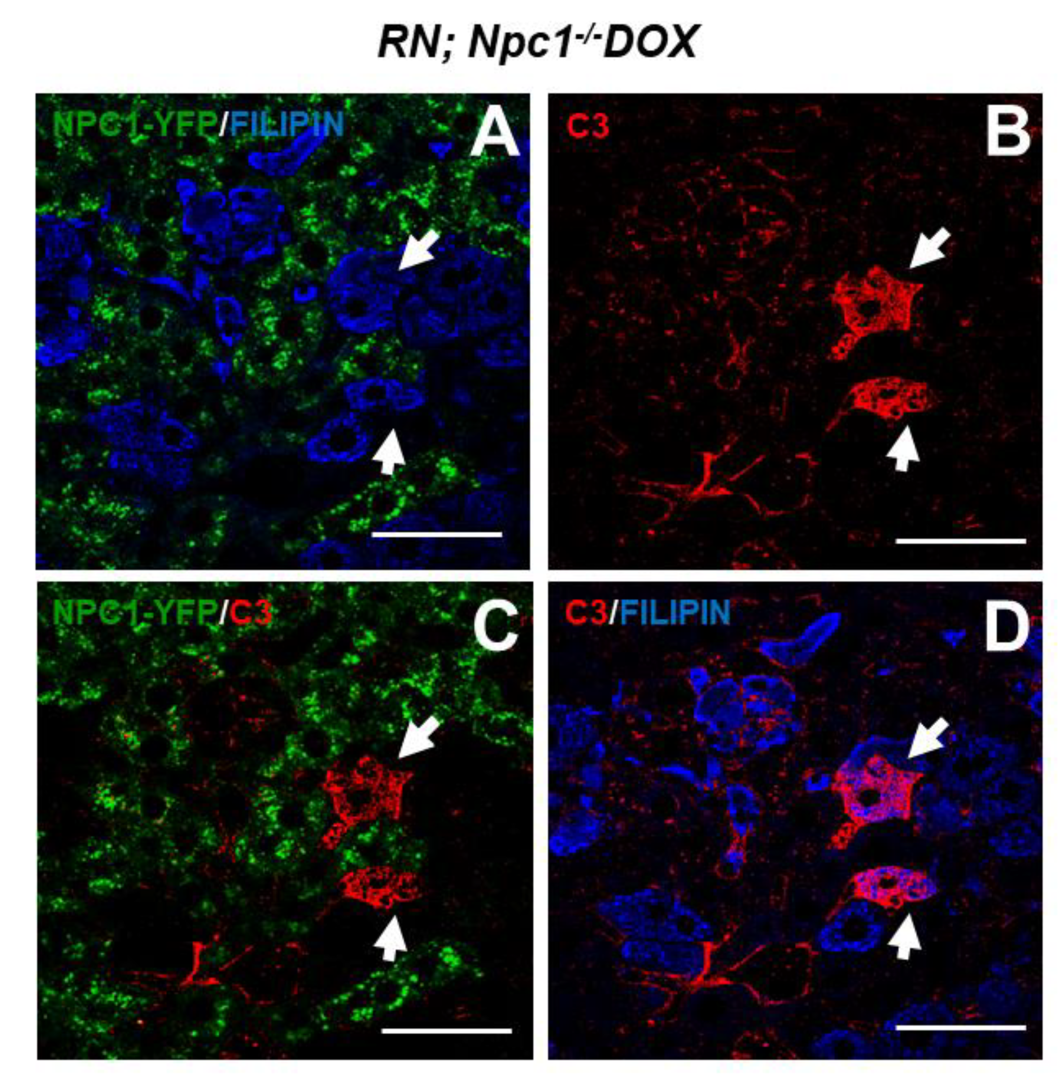 Ijms 21 02127 g002 Ijms 21 02127 g002
