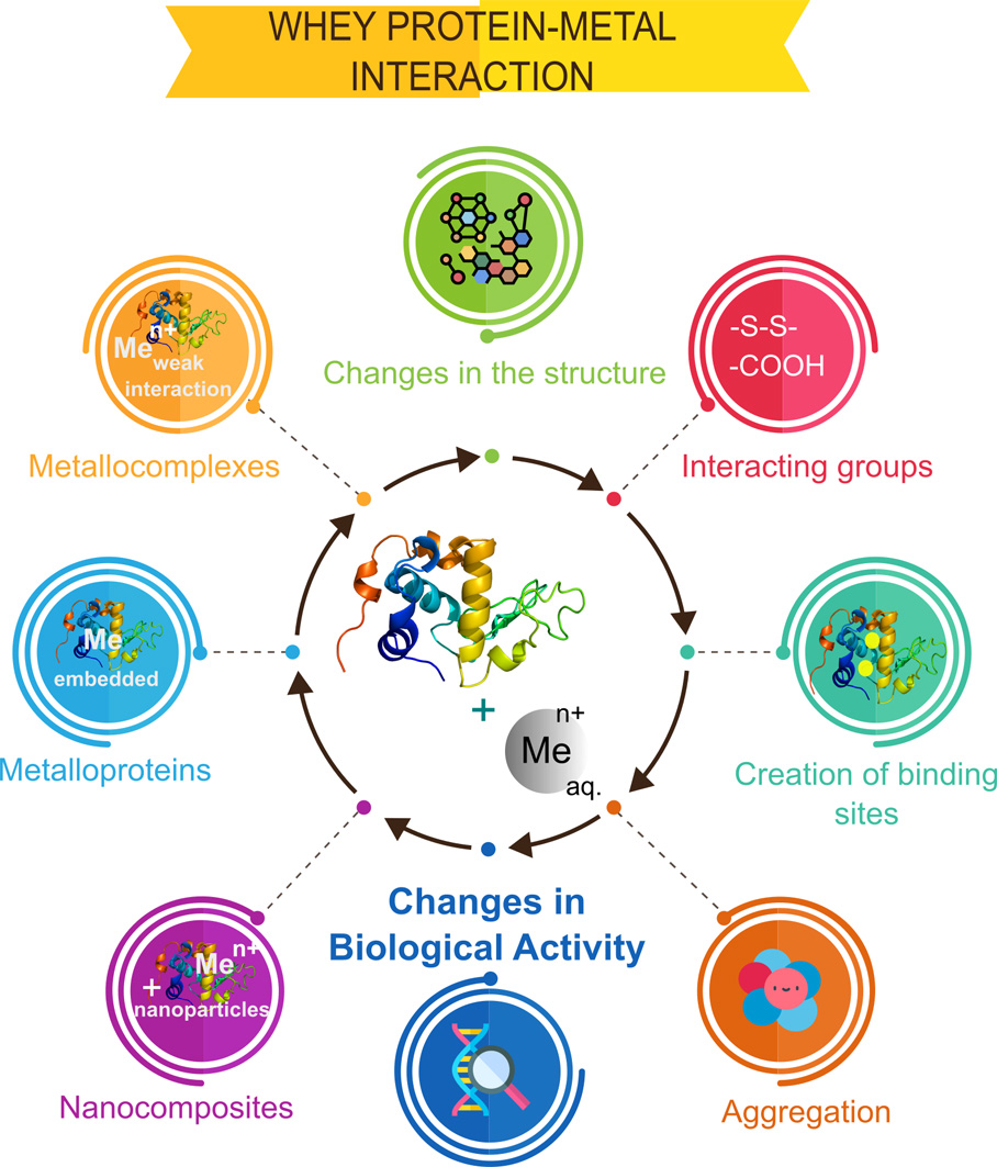IJMS Free FullText Interactions of Whey Proteins with Metal Ions