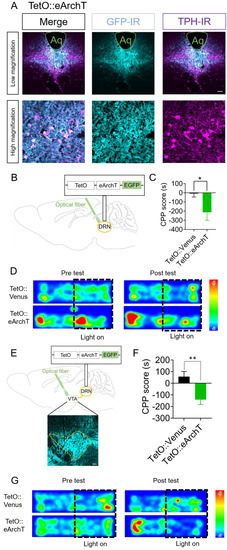 The Role of Dorsal Raphe Serotonin Neurons in the Balance between ...