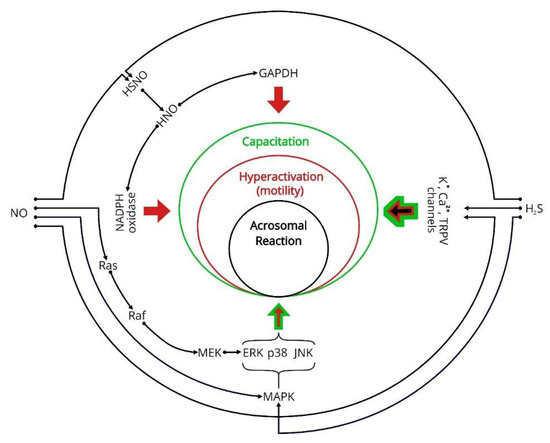 ka G-Quadruplex-Based Drug Delivery Systems for Cancer Therapy