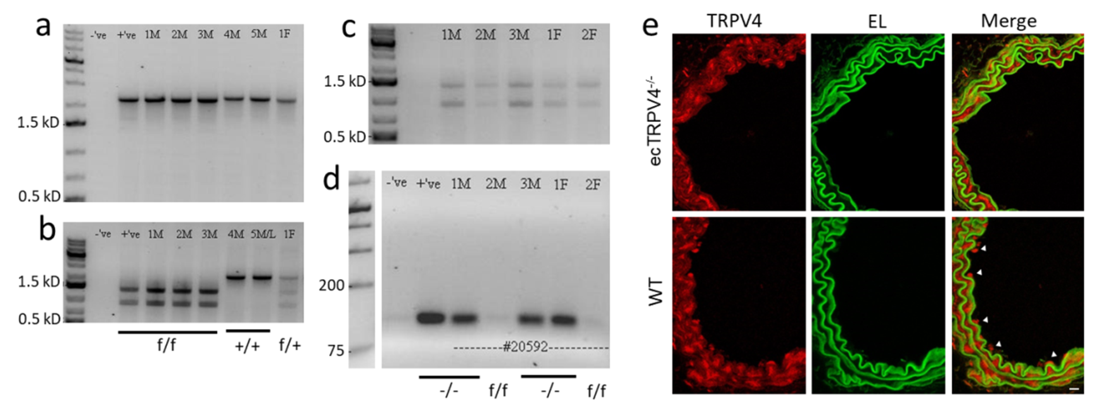 Ijms 21 02179 g001 Ijms 21 02179 g001