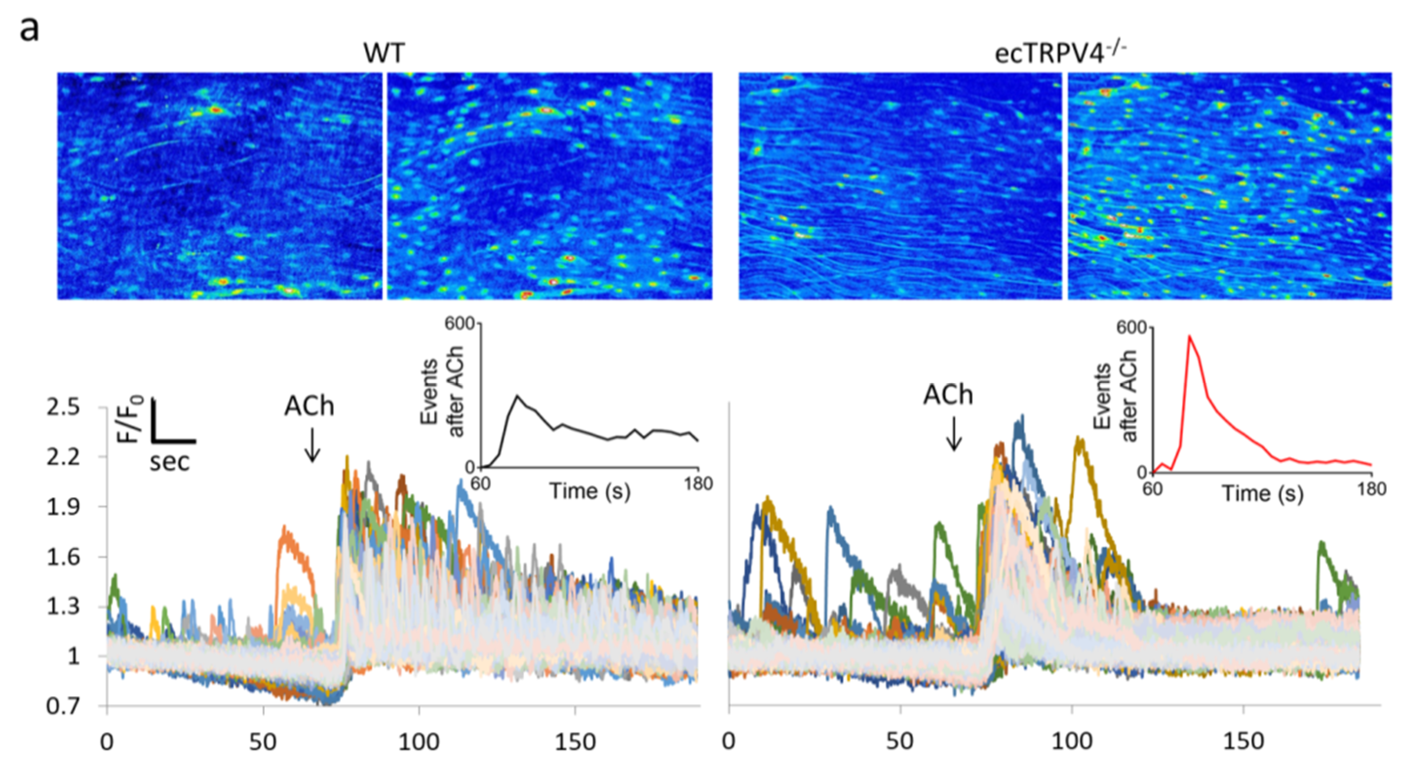 Ijms 21 02179 g002a Ijms 21 02179 g002a