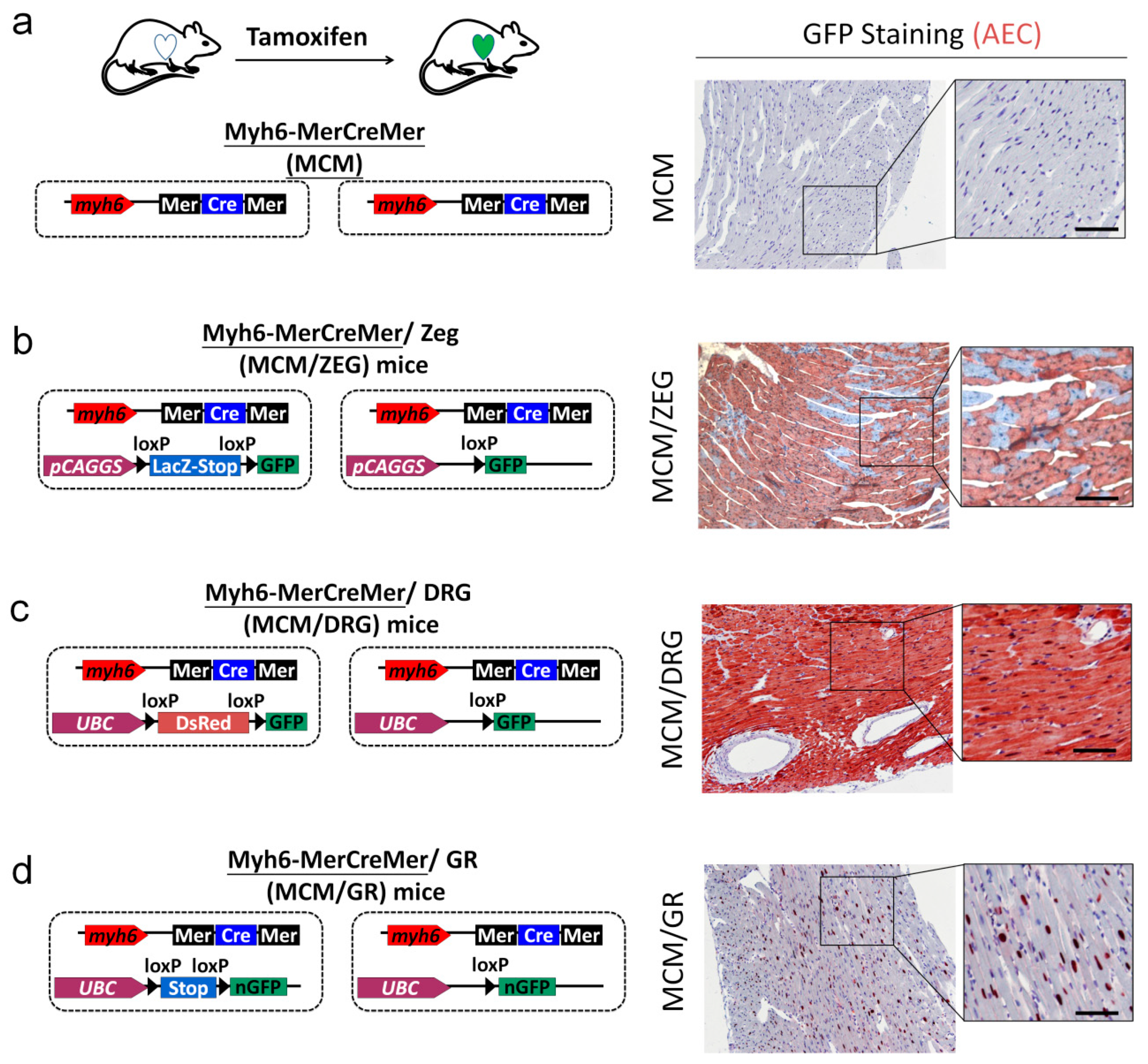 Ijms 21 02186 g004 Ijms 21 02186 g004