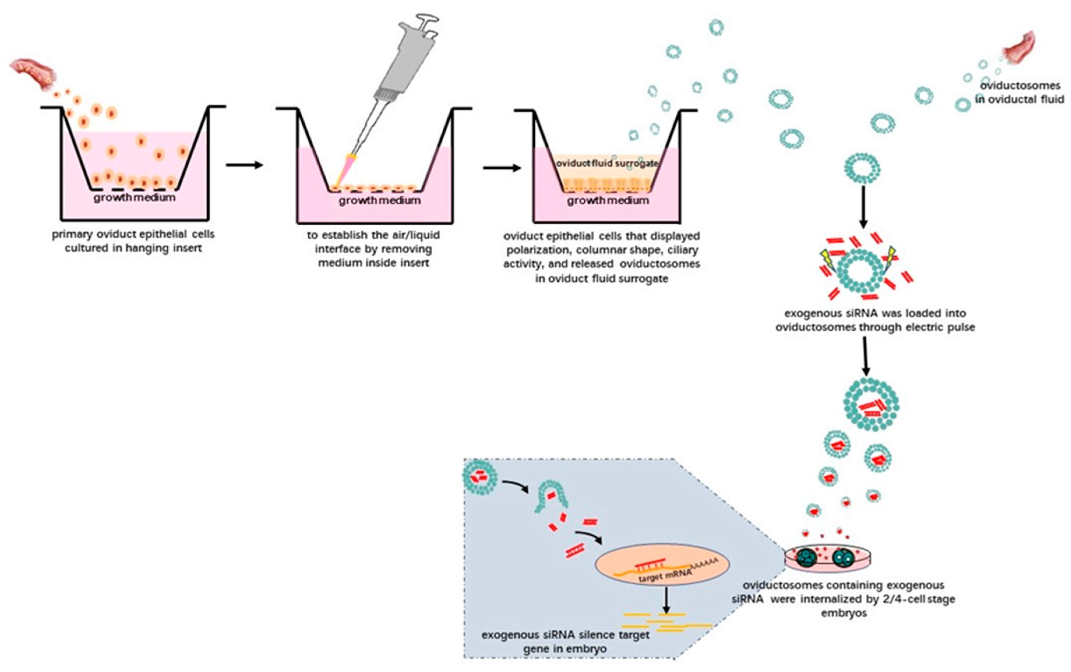Ijms 21 02189 g002 Ijms 21 02189 g002