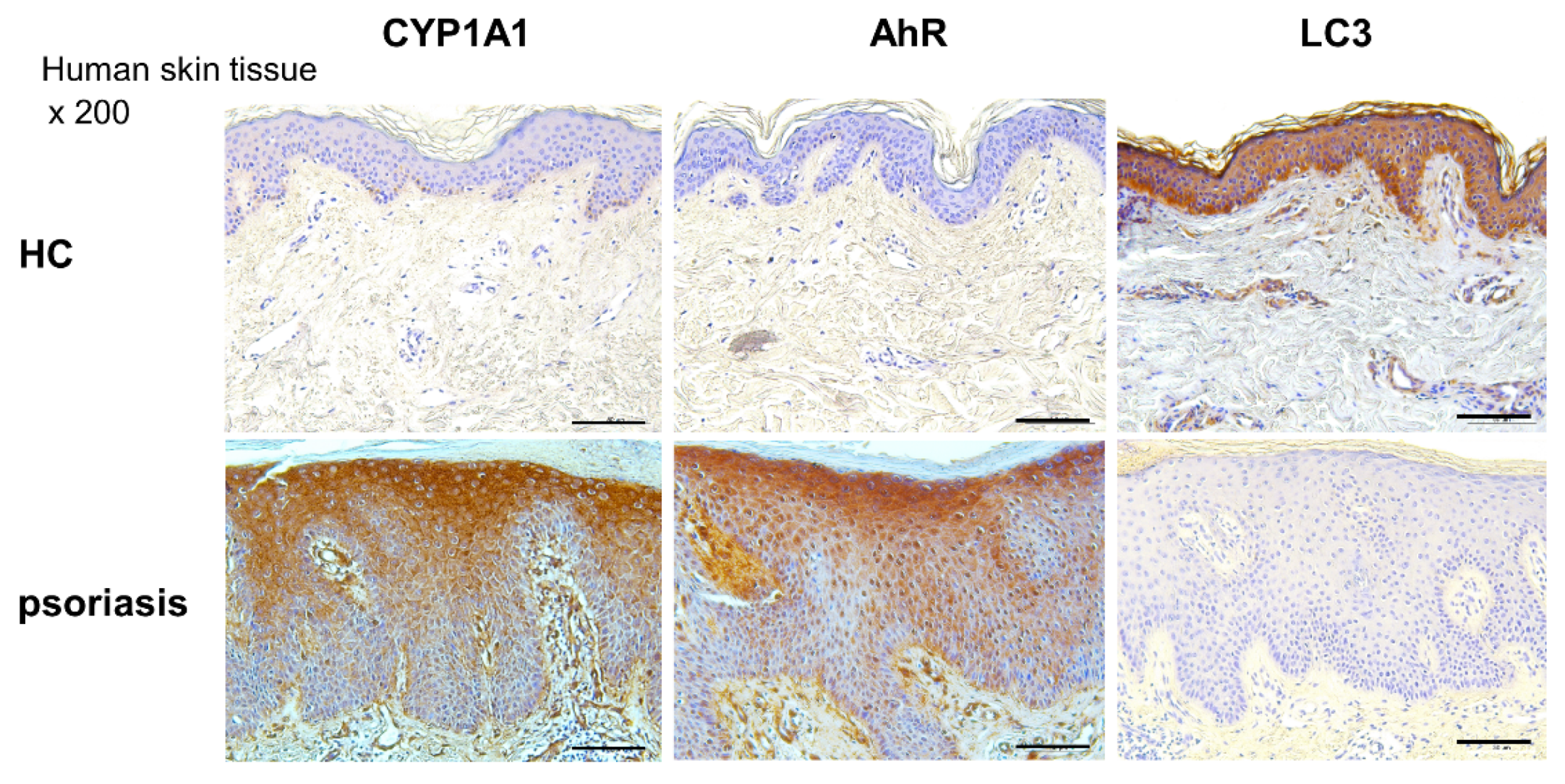 Ijms 21 02195 g007 Ijms 21 02195 g007