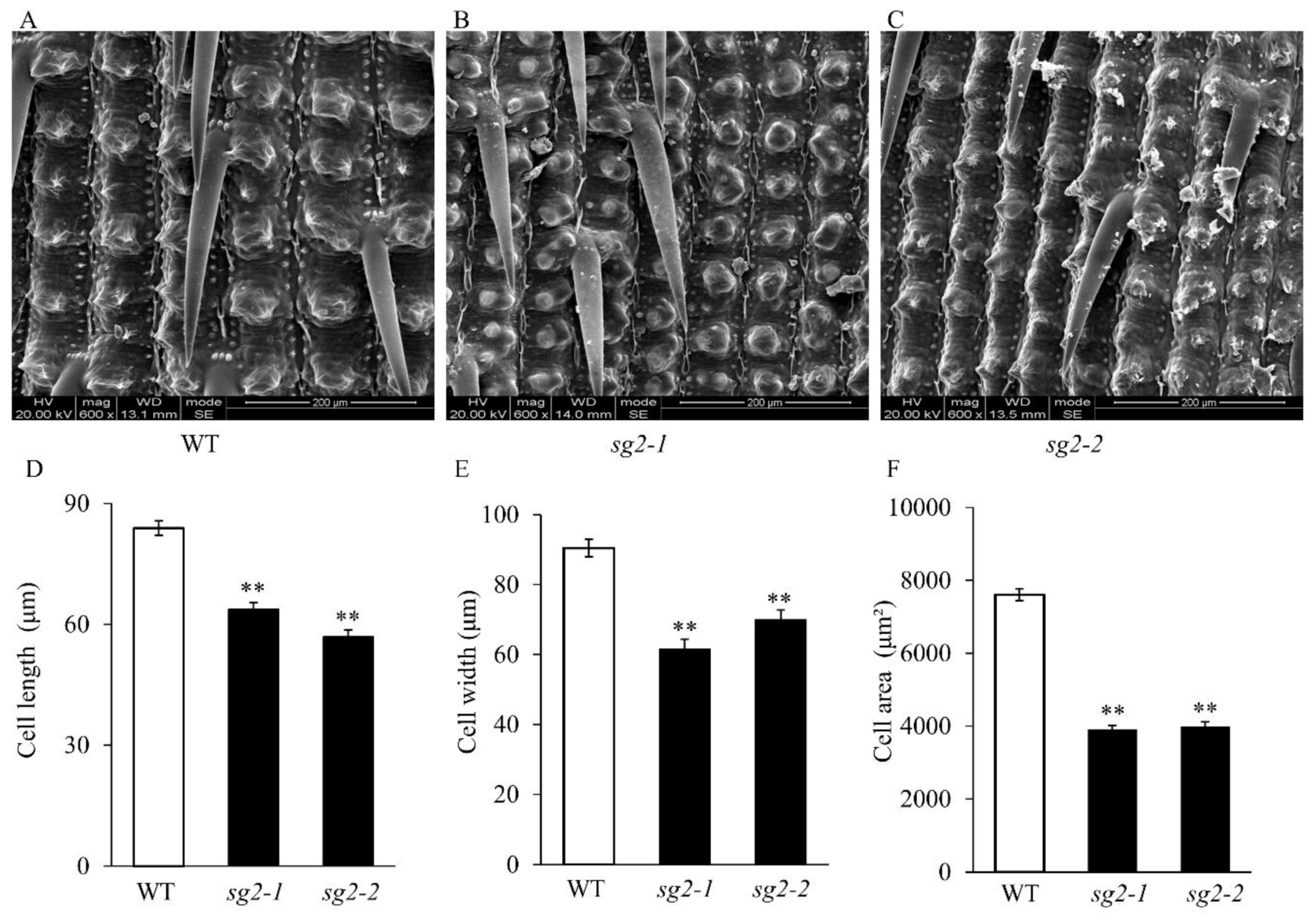 Ijms 21 02199 g002 Ijms 21 02199 g002