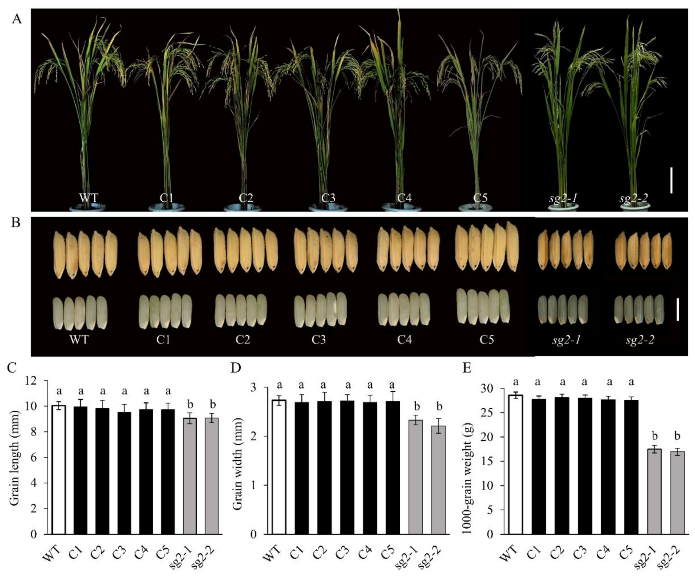 Ijms 21 02199 g004 Ijms 21 02199 g004