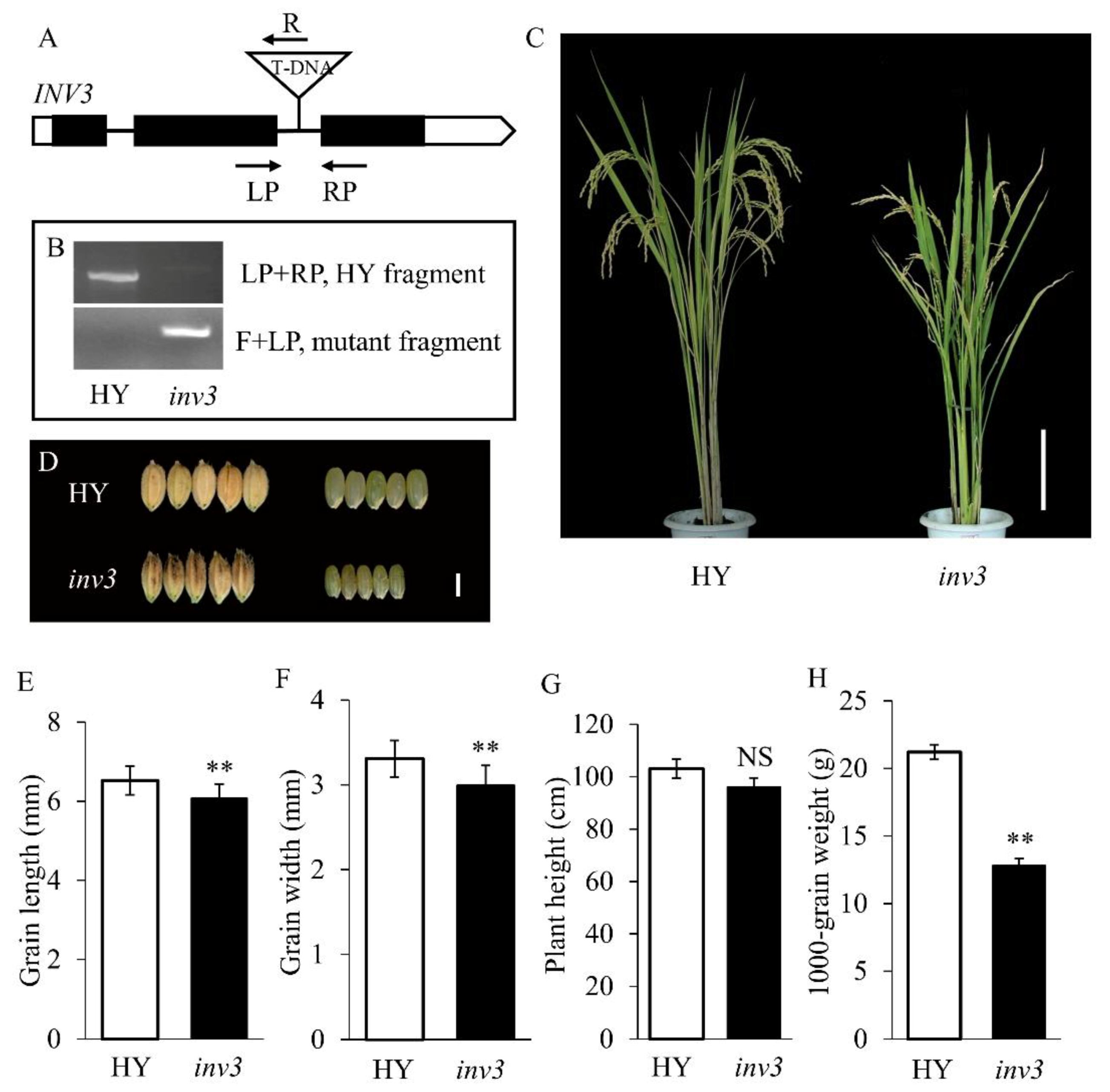 Ijms 21 02199 g005 Ijms 21 02199 g005