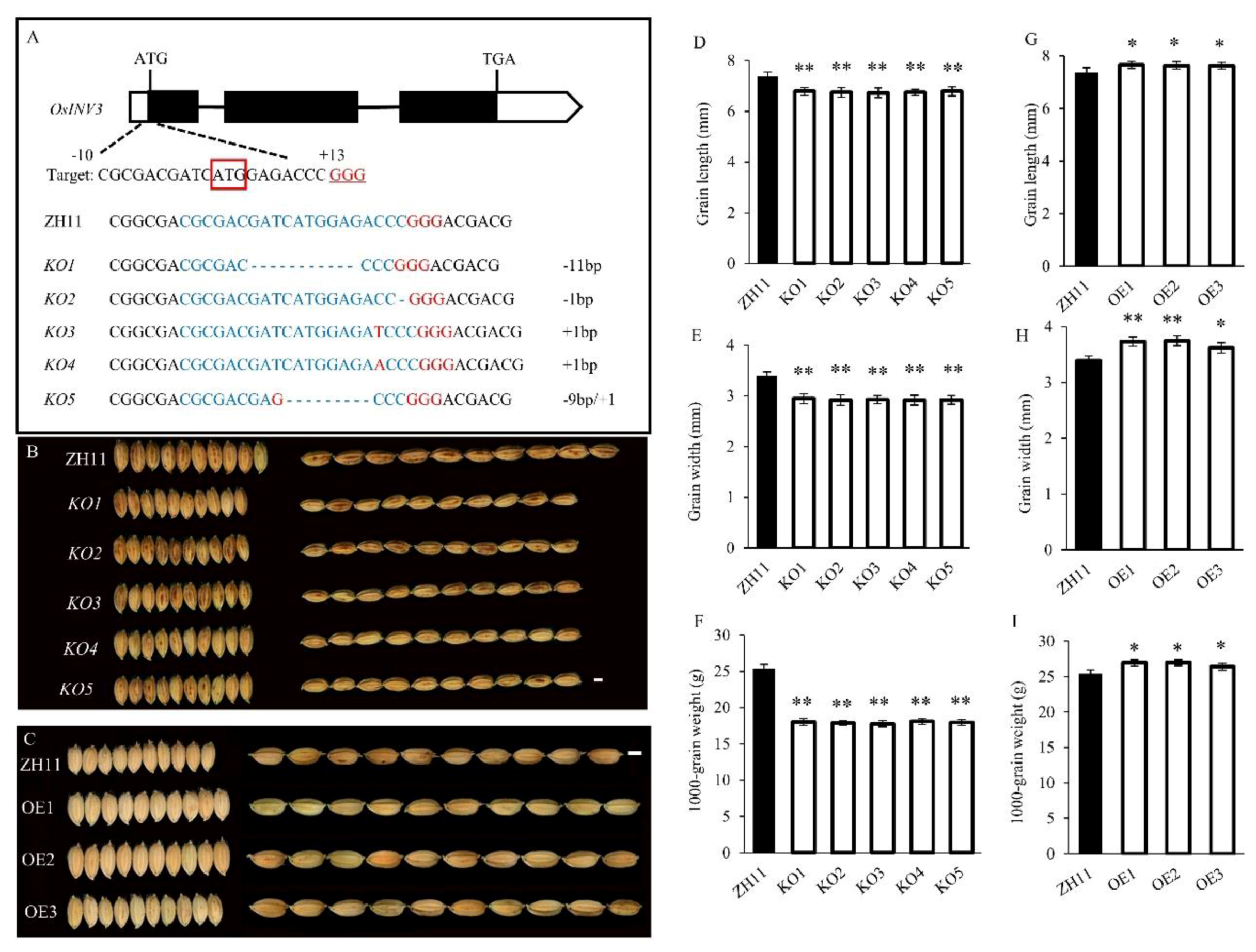 Ijms 21 02199 g006 Ijms 21 02199 g006