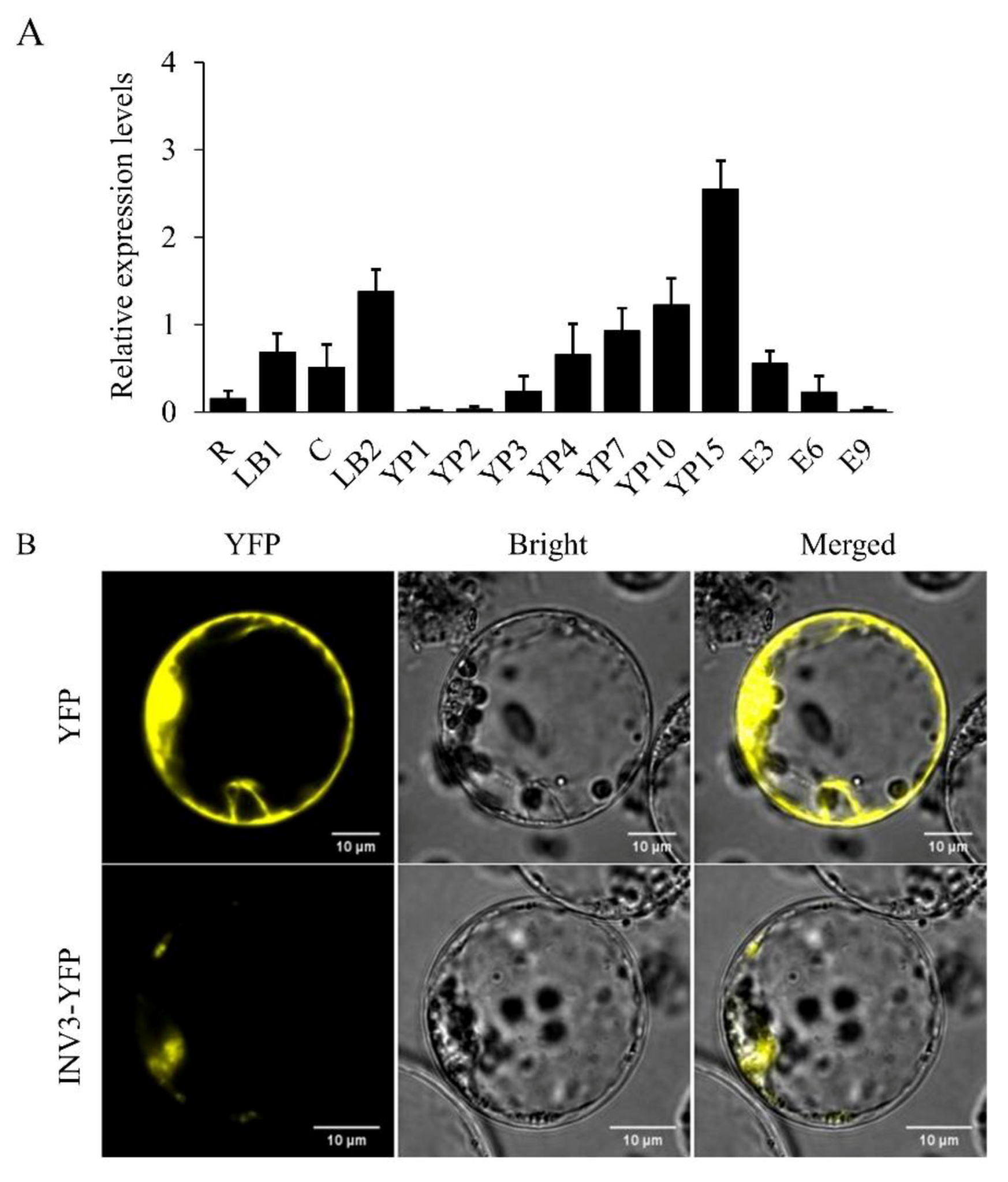 Ijms 21 02199 g007 Ijms 21 02199 g007