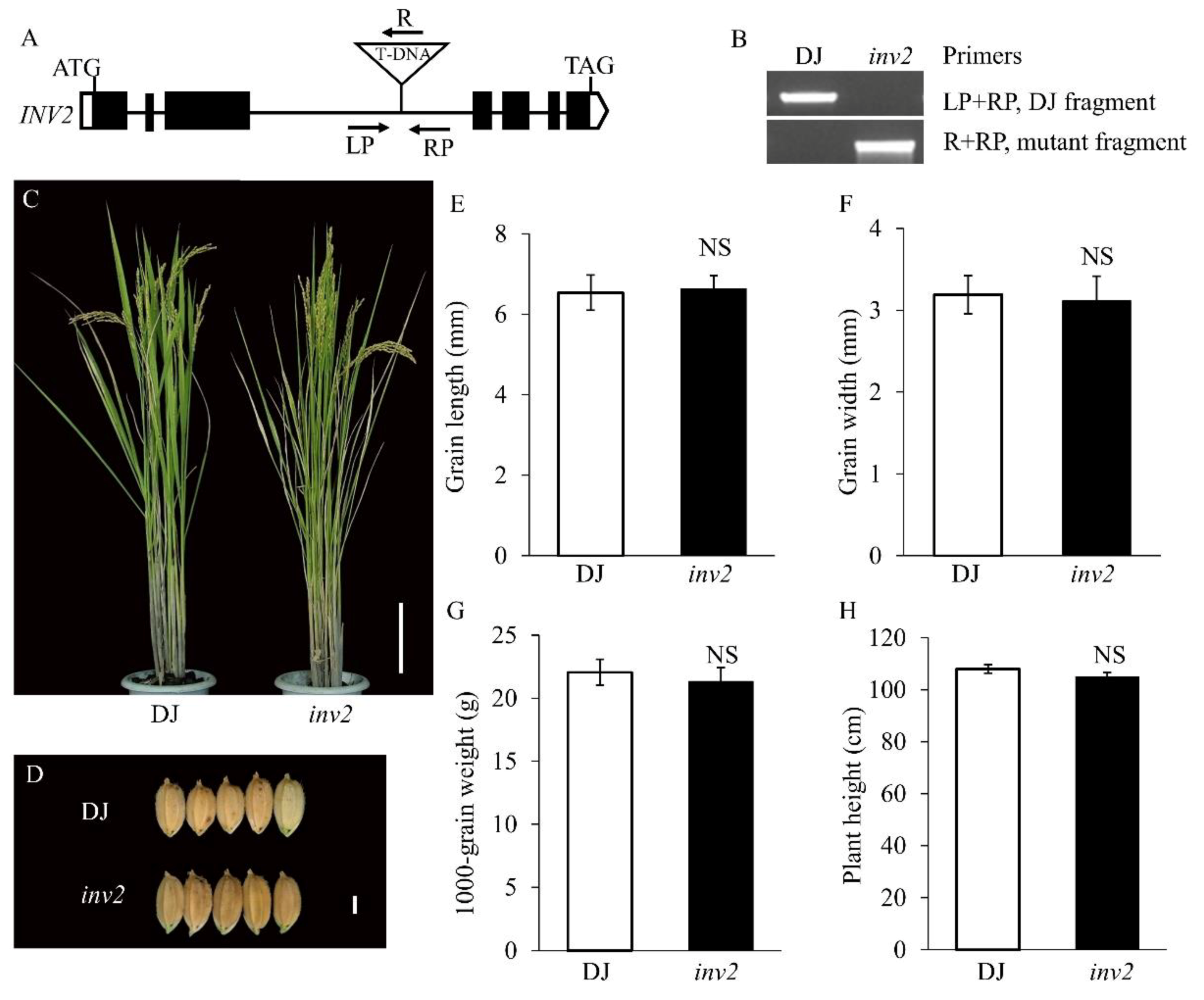 Ijms 21 02199 g008 Ijms 21 02199 g008