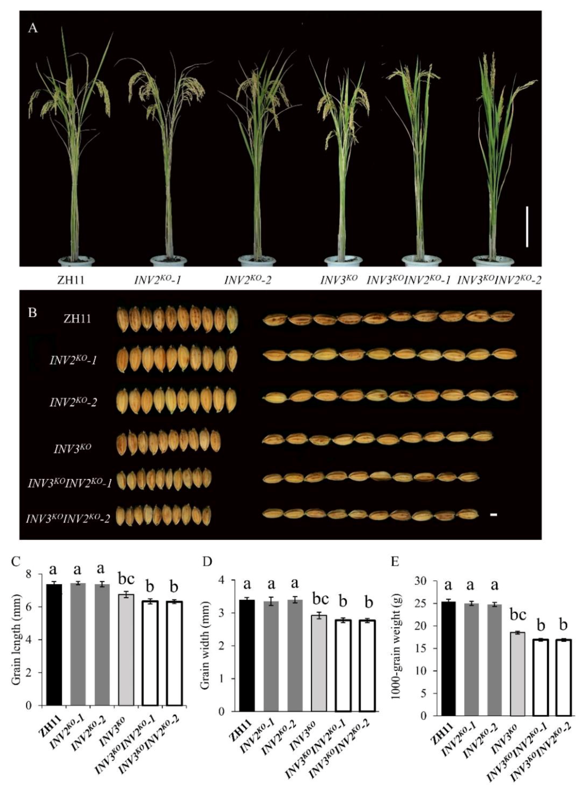 Ijms 21 02199 g009 Ijms 21 02199 g009