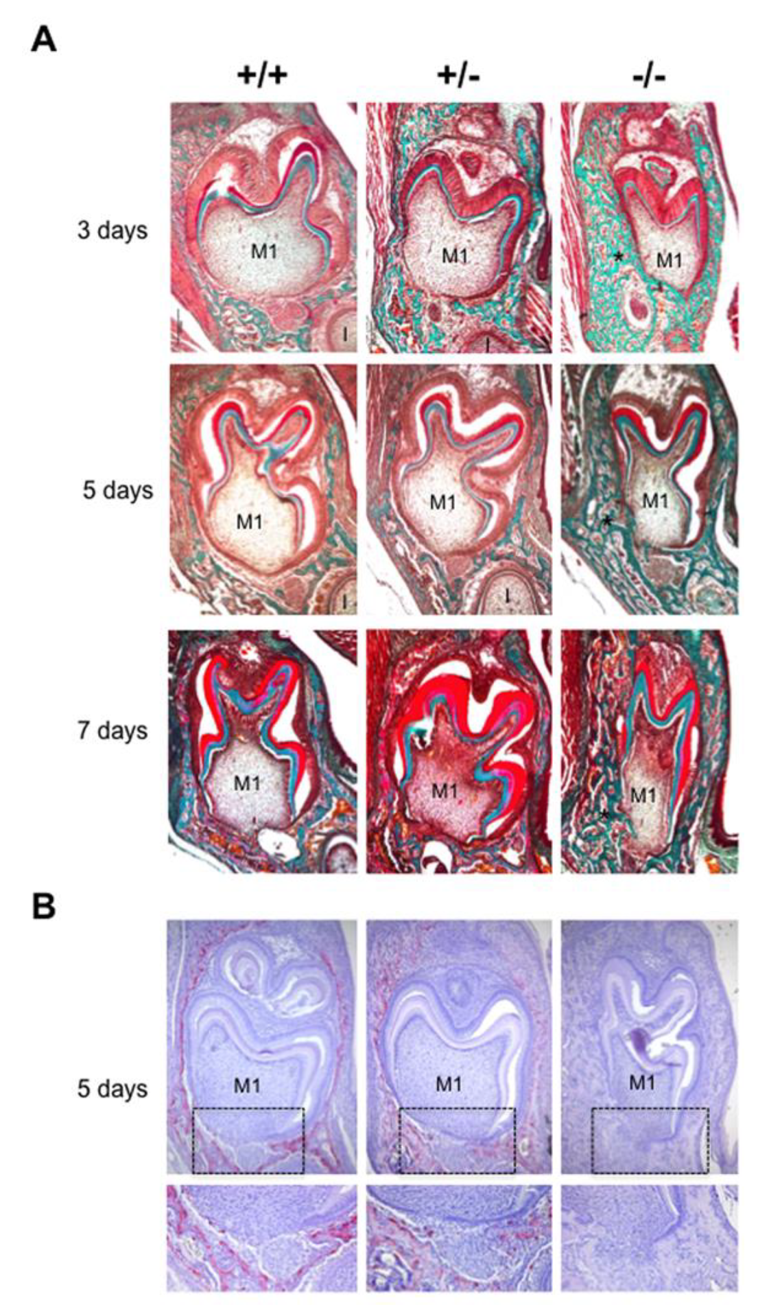 Ijms 21 02201 g001 Ijms 21 02201 g001