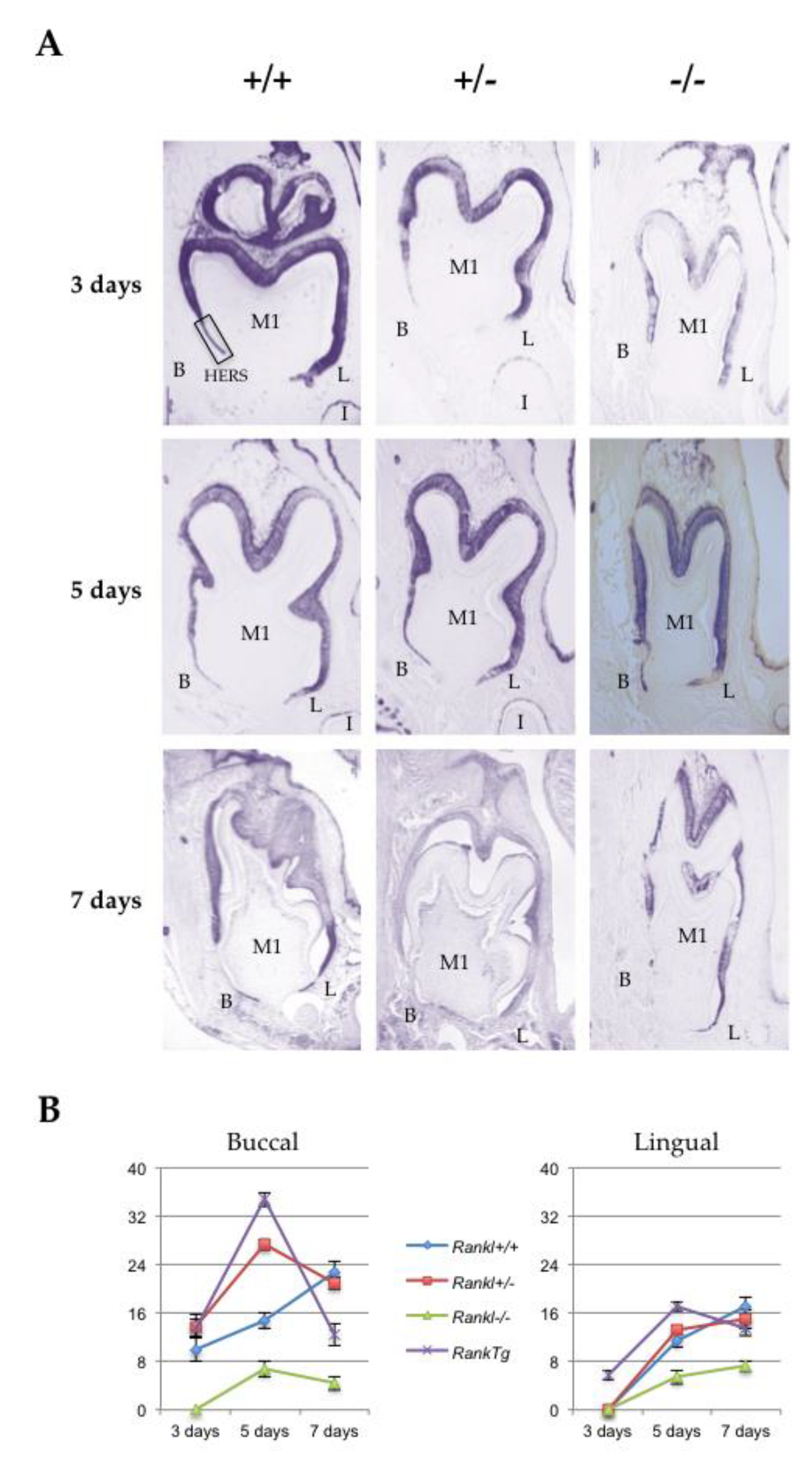 Ijms 21 02201 g002 Ijms 21 02201 g002