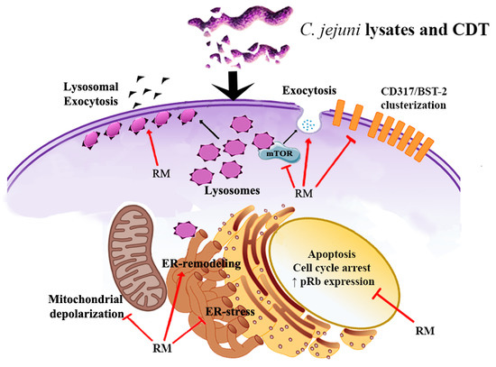 IJMS | Special Issue : Biogenesis and Functional Roles of Lysosomes