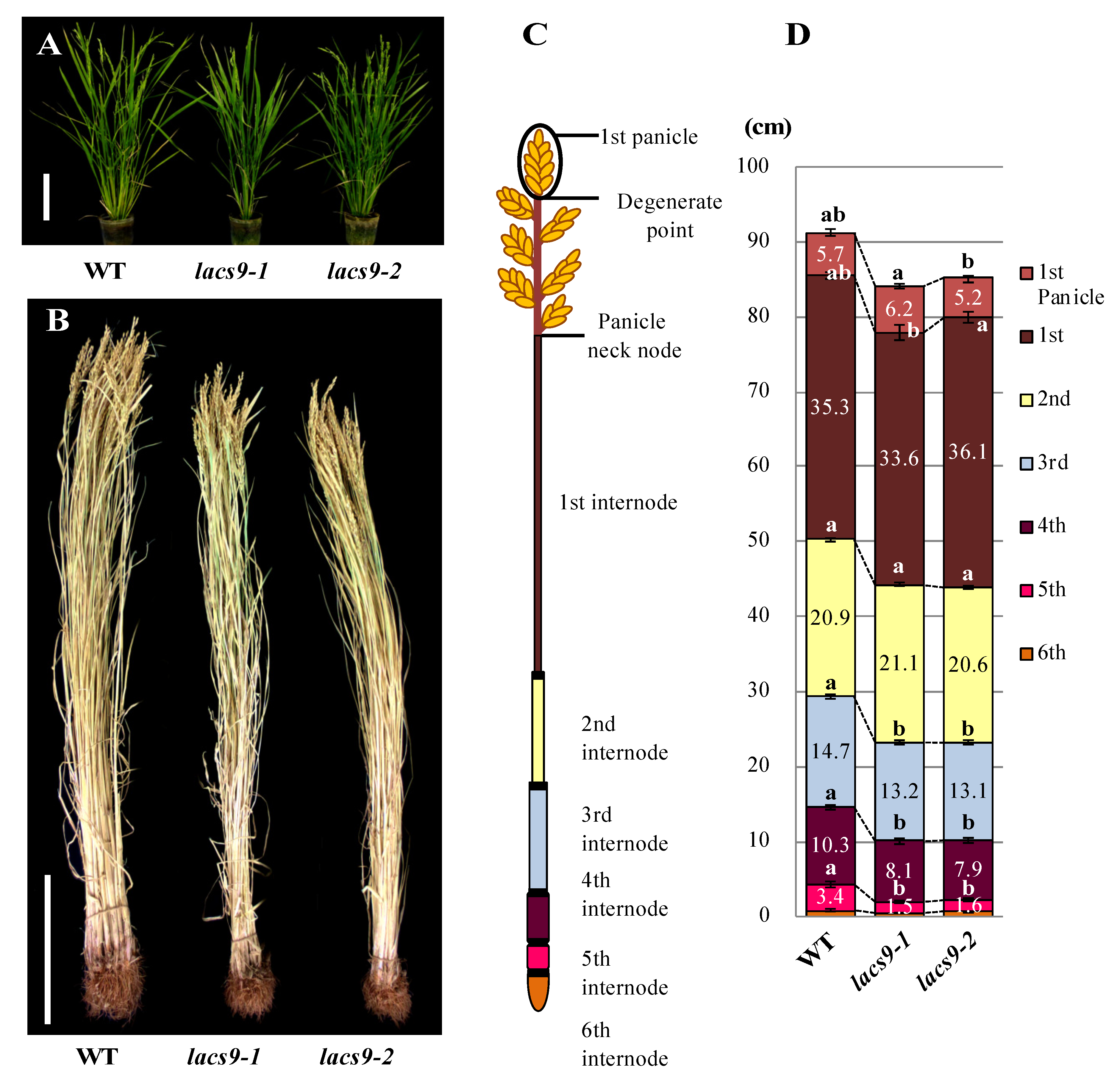Ijms 21 02223 g001 Ijms 21 02223 g001
