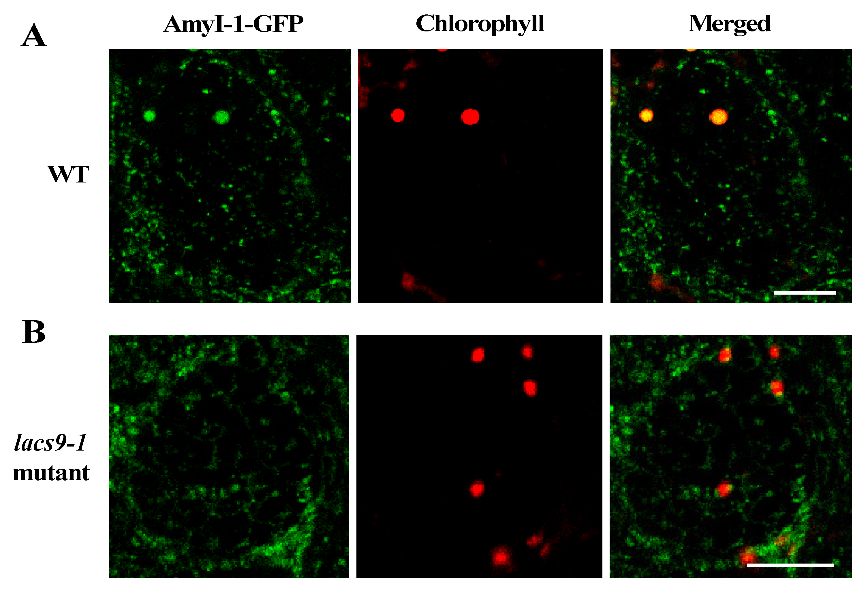 Ijms 21 02223 g003 Ijms 21 02223 g003