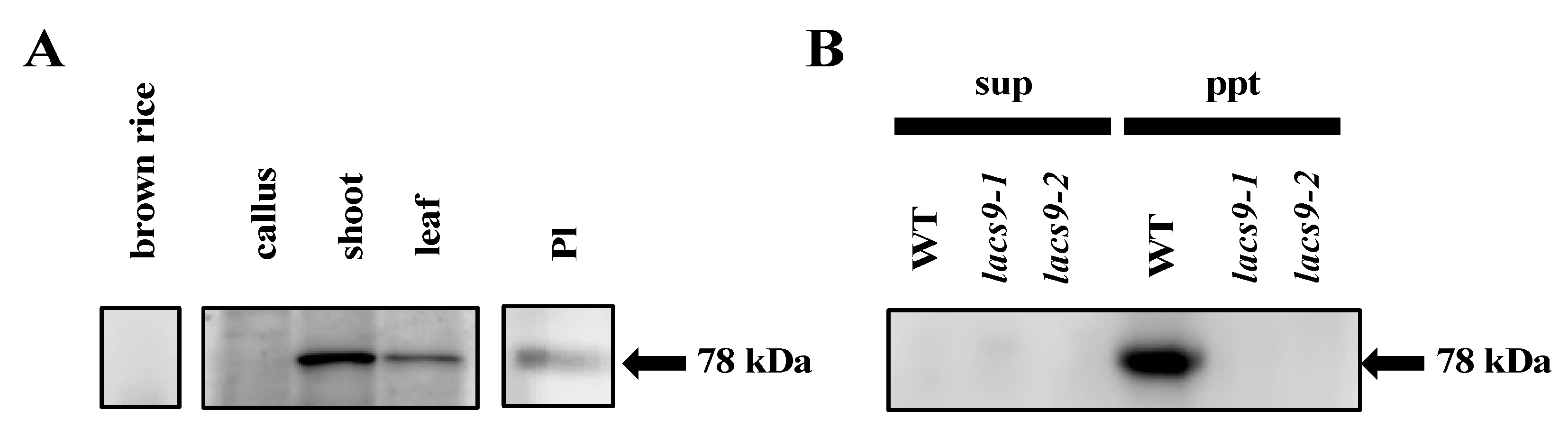 Ijms 21 02223 g004 Ijms 21 02223 g004