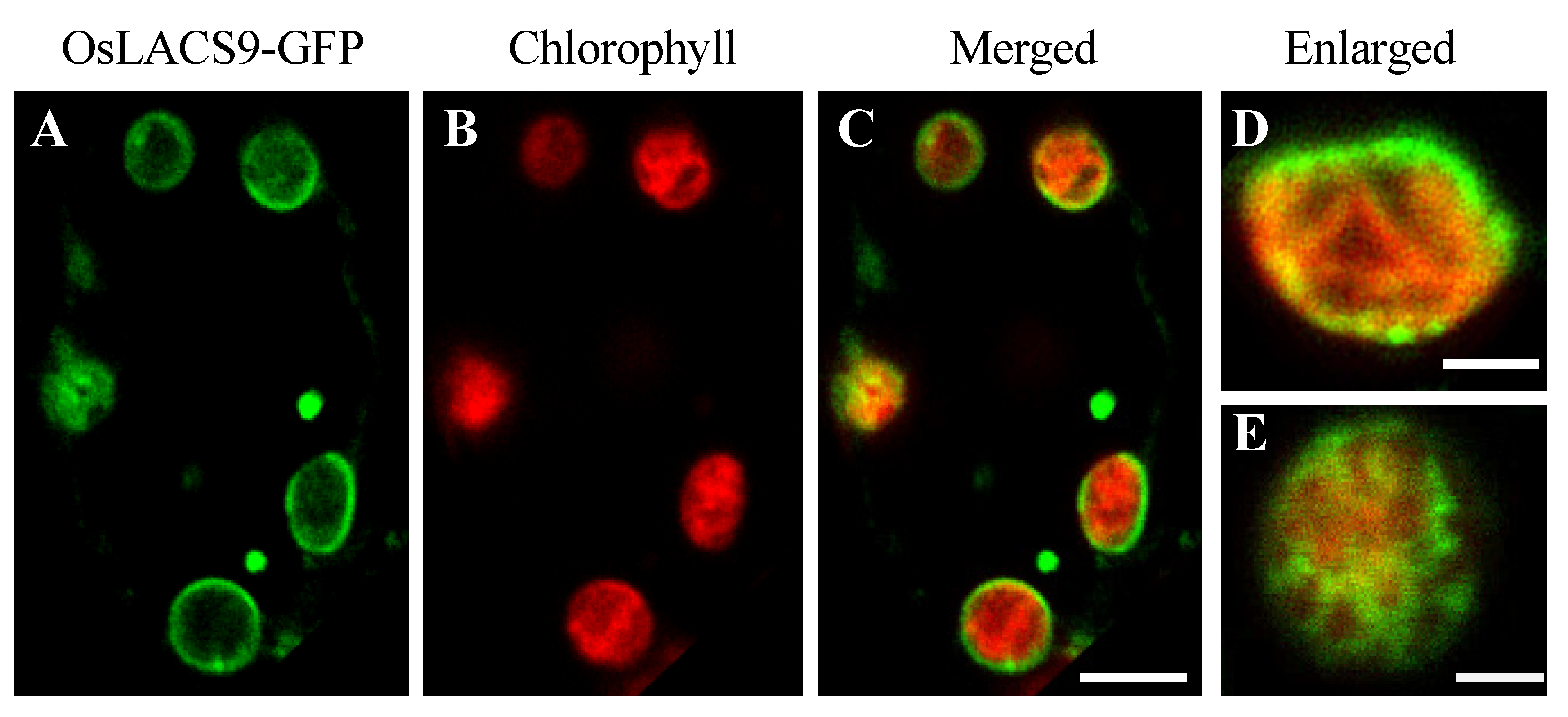 Ijms 21 02223 g005 Ijms 21 02223 g005