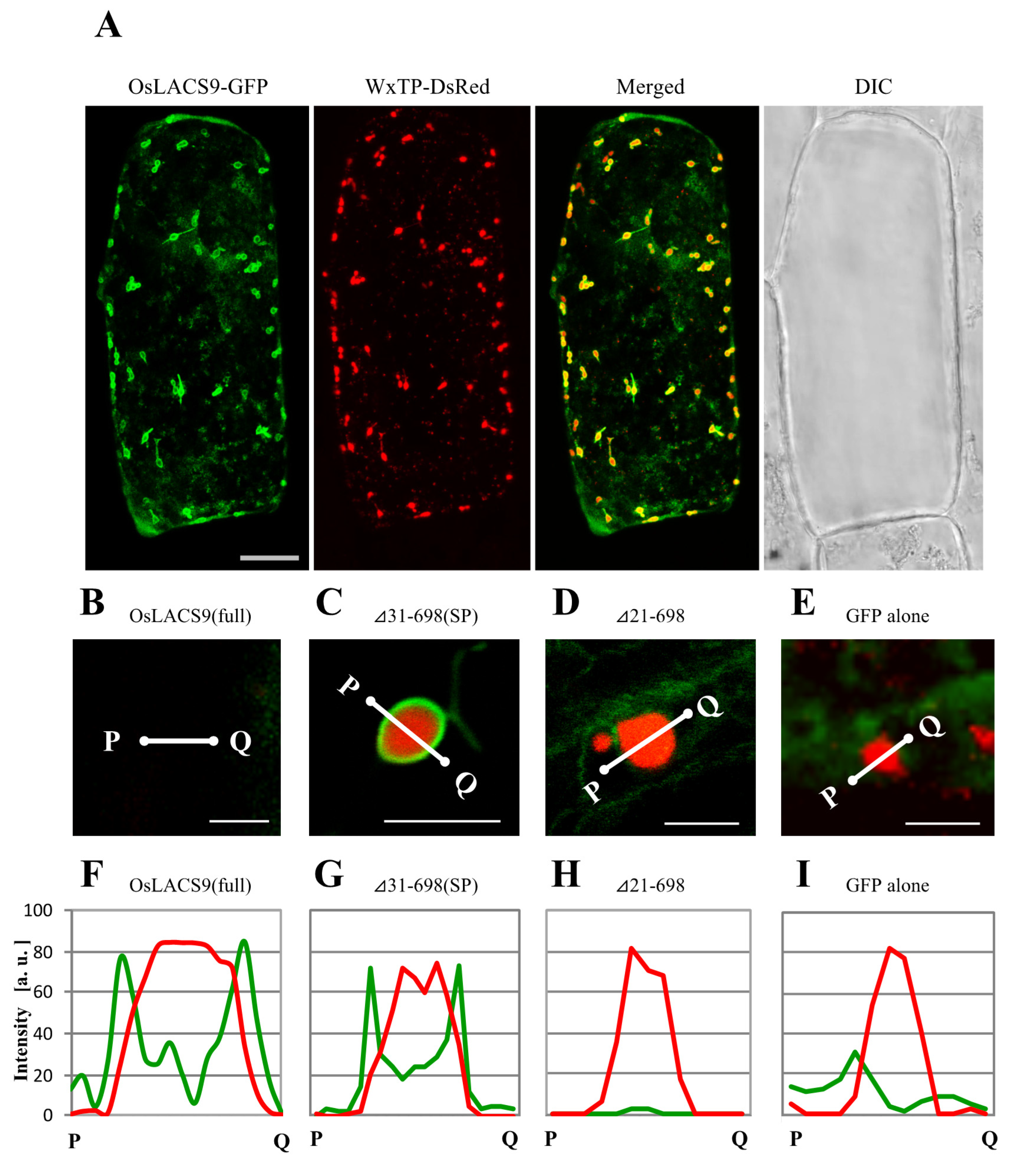 Ijms 21 02223 g007 Ijms 21 02223 g007