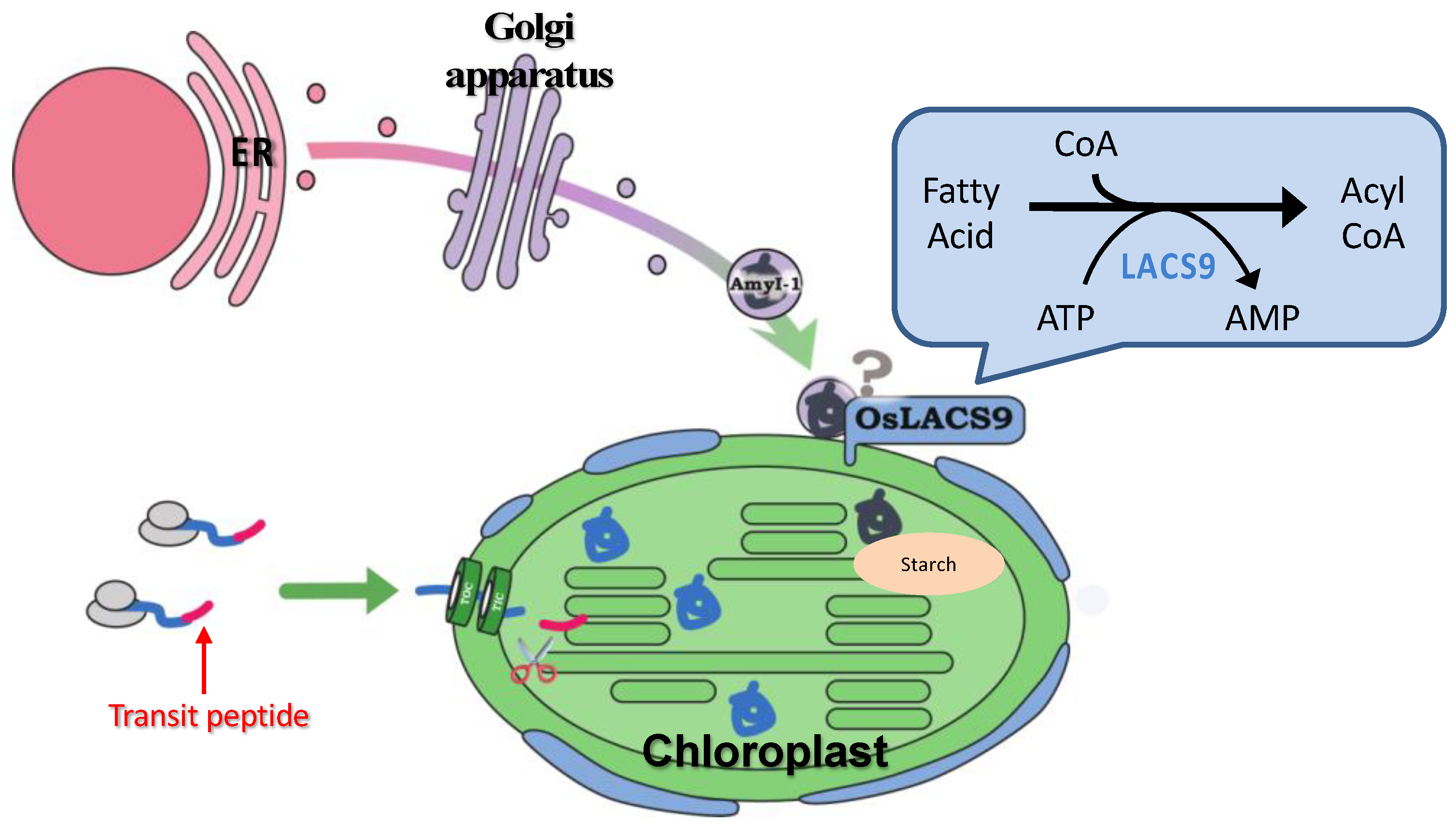 Ijms 21 02223 g008 Ijms 21 02223 g008