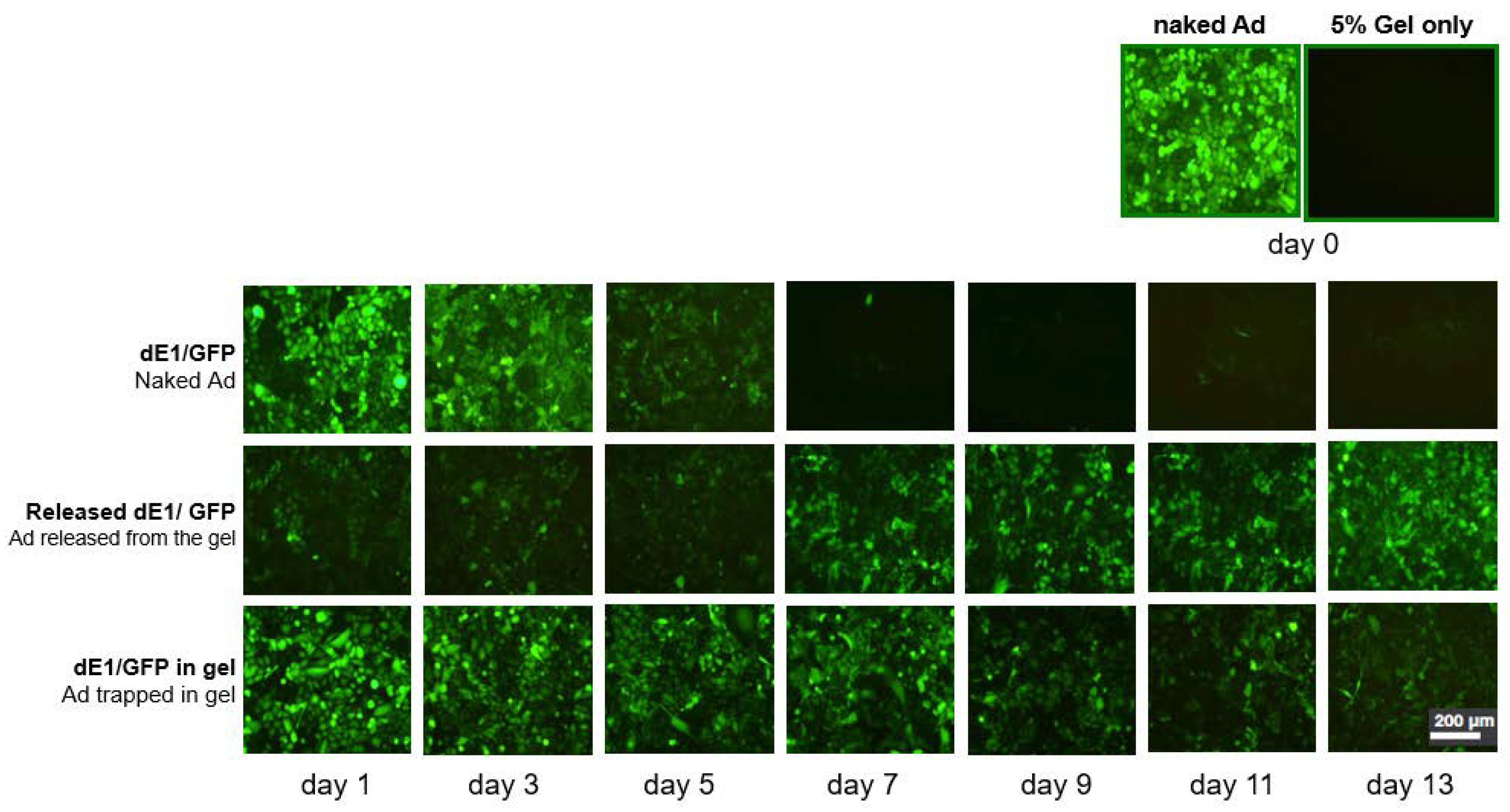 Ijms 21 02242 g001 Ijms 21 02242 g001