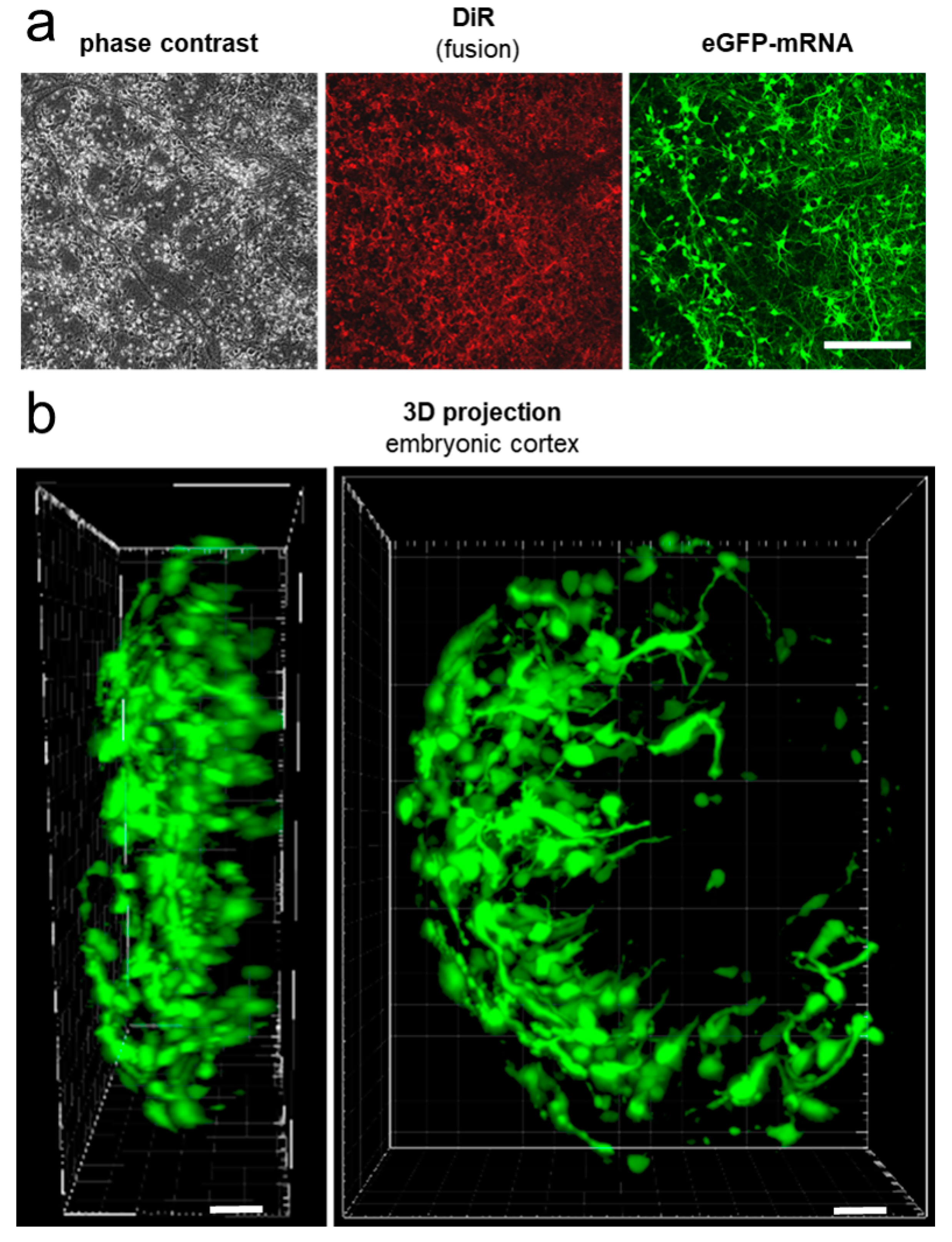 Ijms 21 02244 g006 Ijms 21 02244 g006