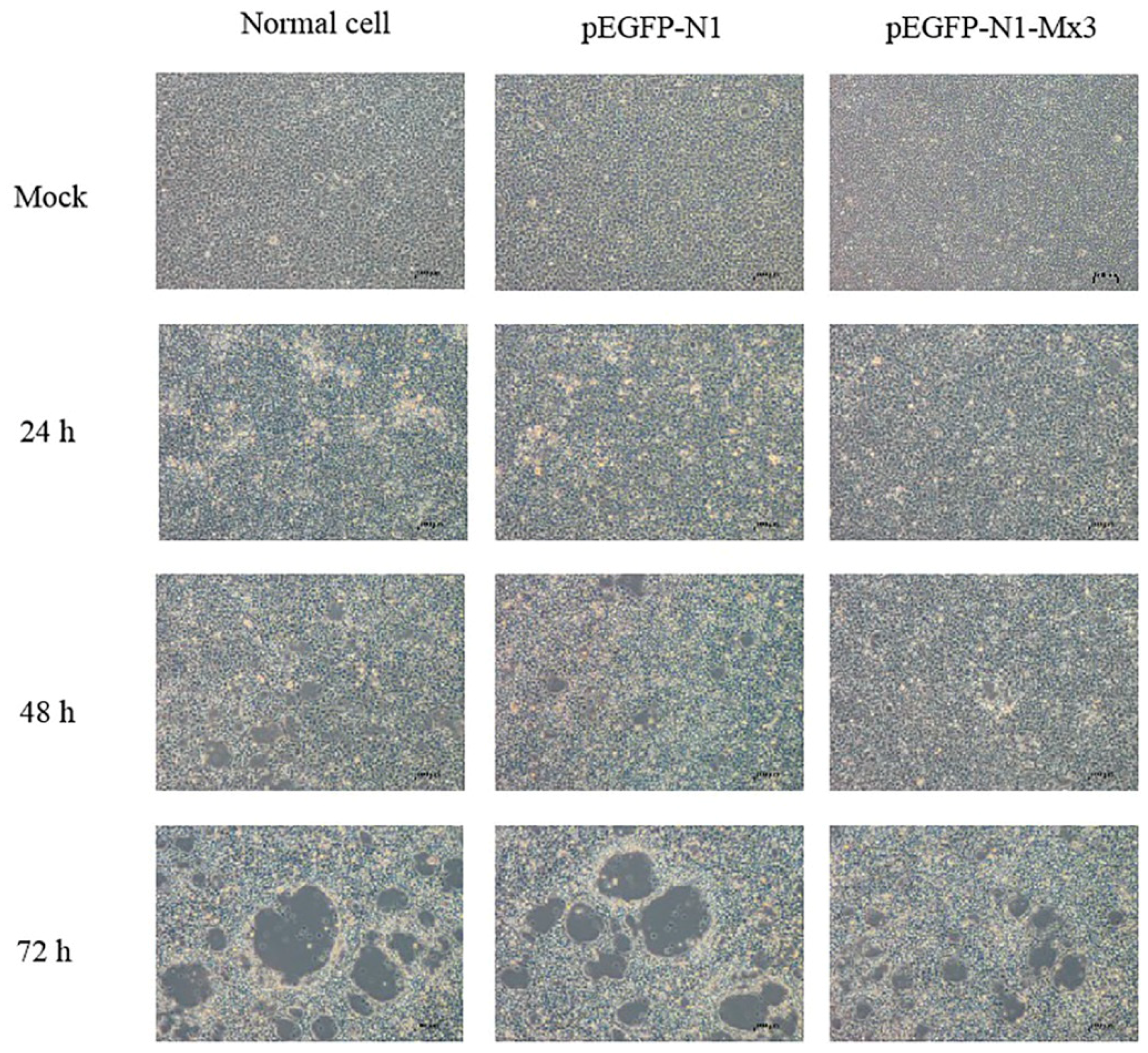 Ijms 21 02246 g007 Ijms 21 02246 g007