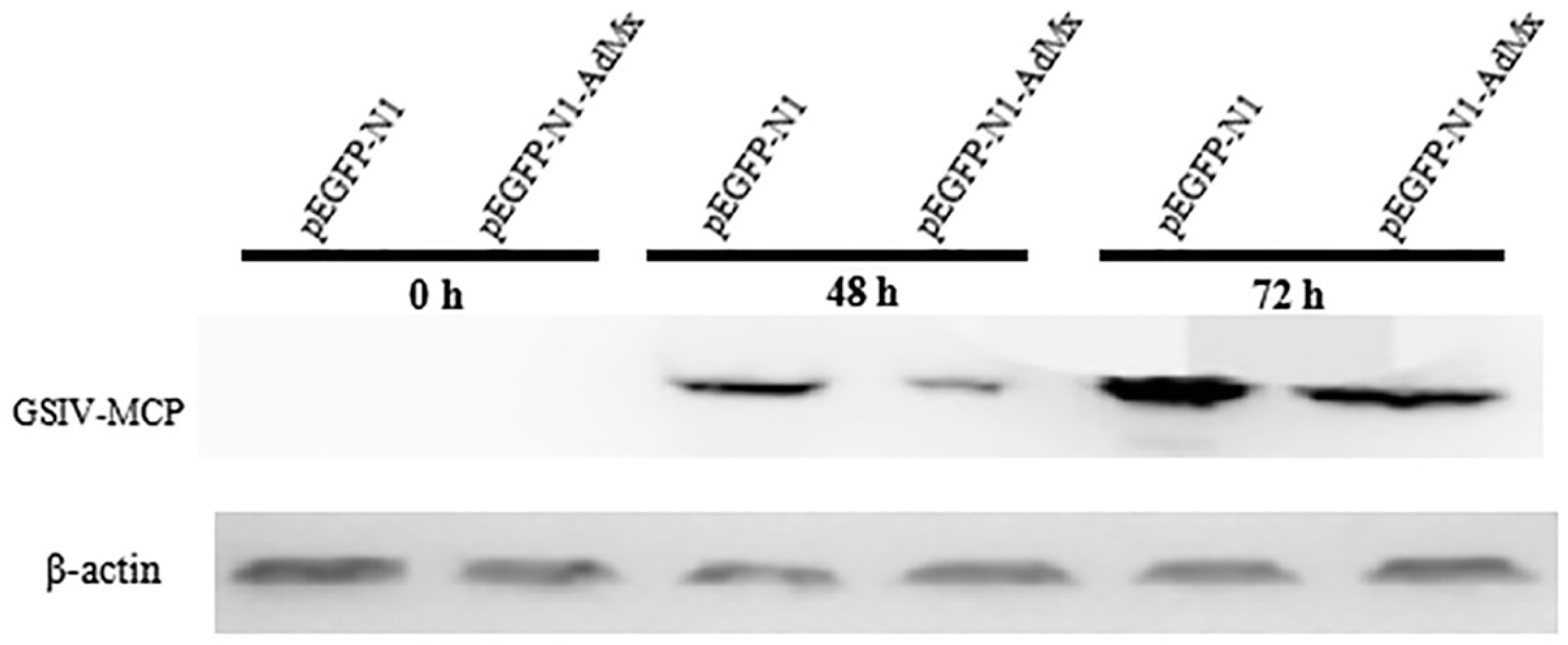 Ijms 21 02246 g009 Ijms 21 02246 g009