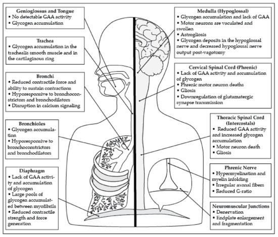 IJMS | Special Issue : Biogenesis and Functional Roles of Lysosomes